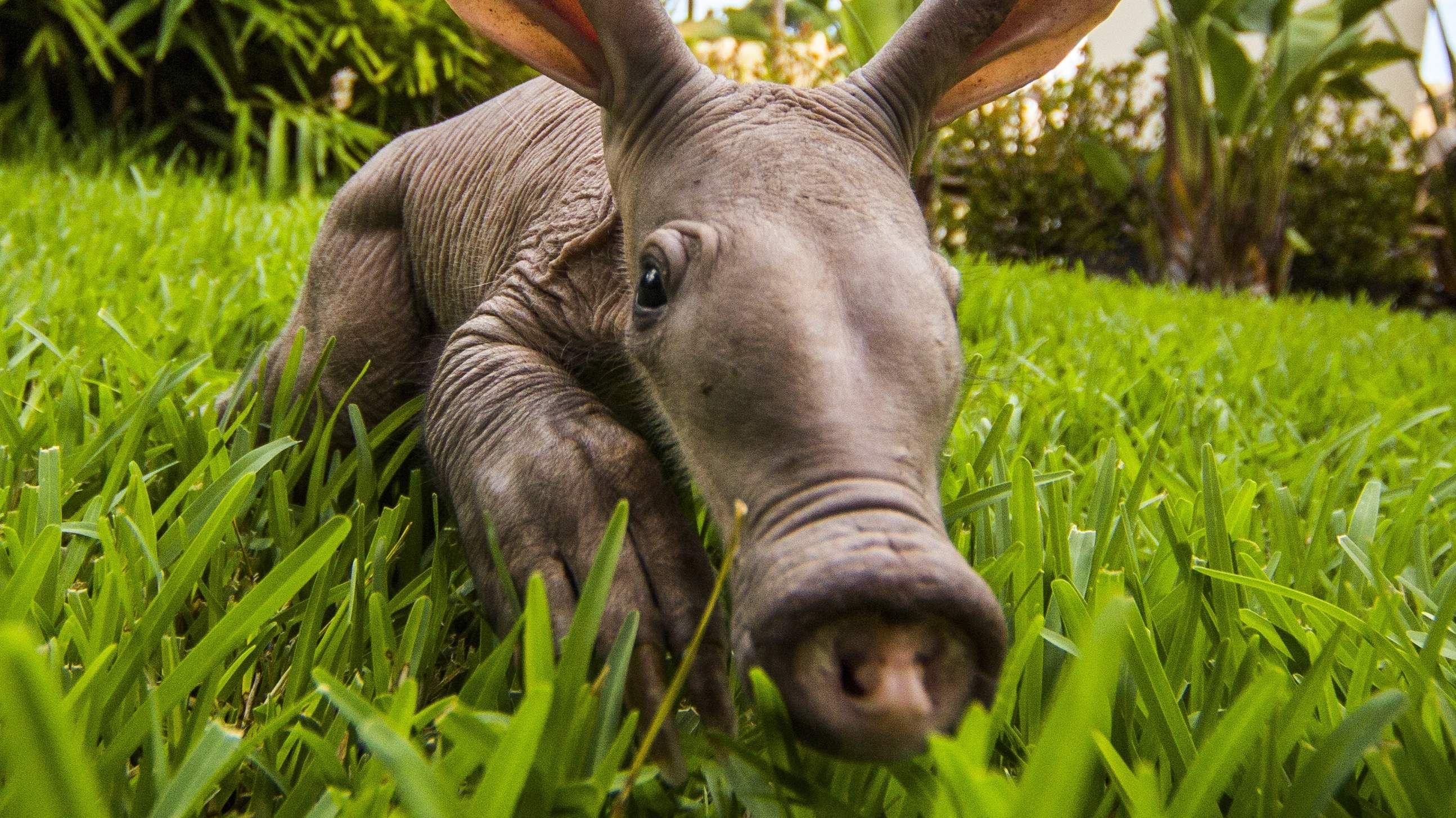 2589x1455 Aardvark Wallpaper. Aardvark Wallpaper