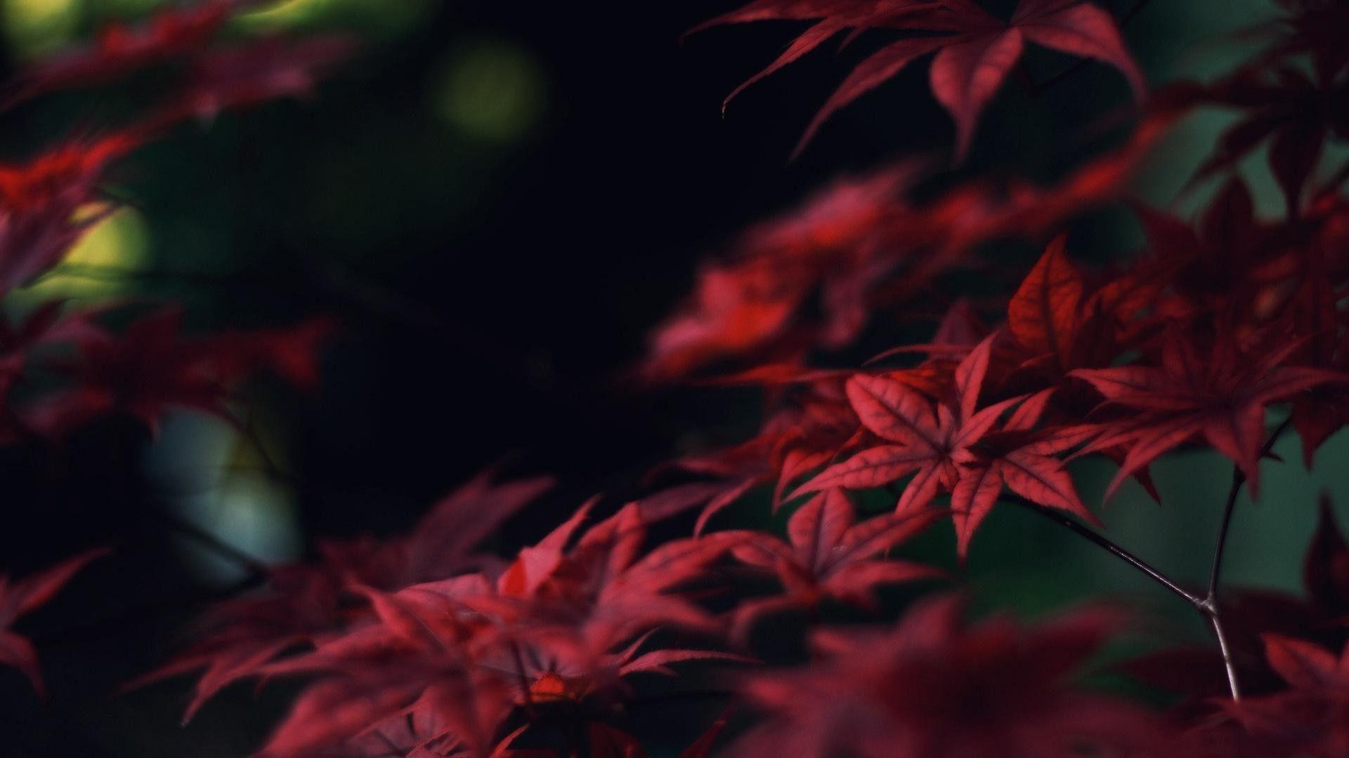 1920x1080 Crimson Wallpaper