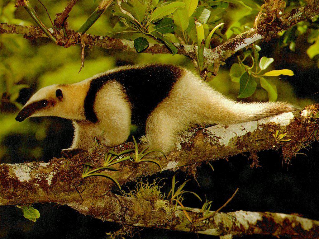 1024x768 anteater!. Animals, Unique animals, Mammals