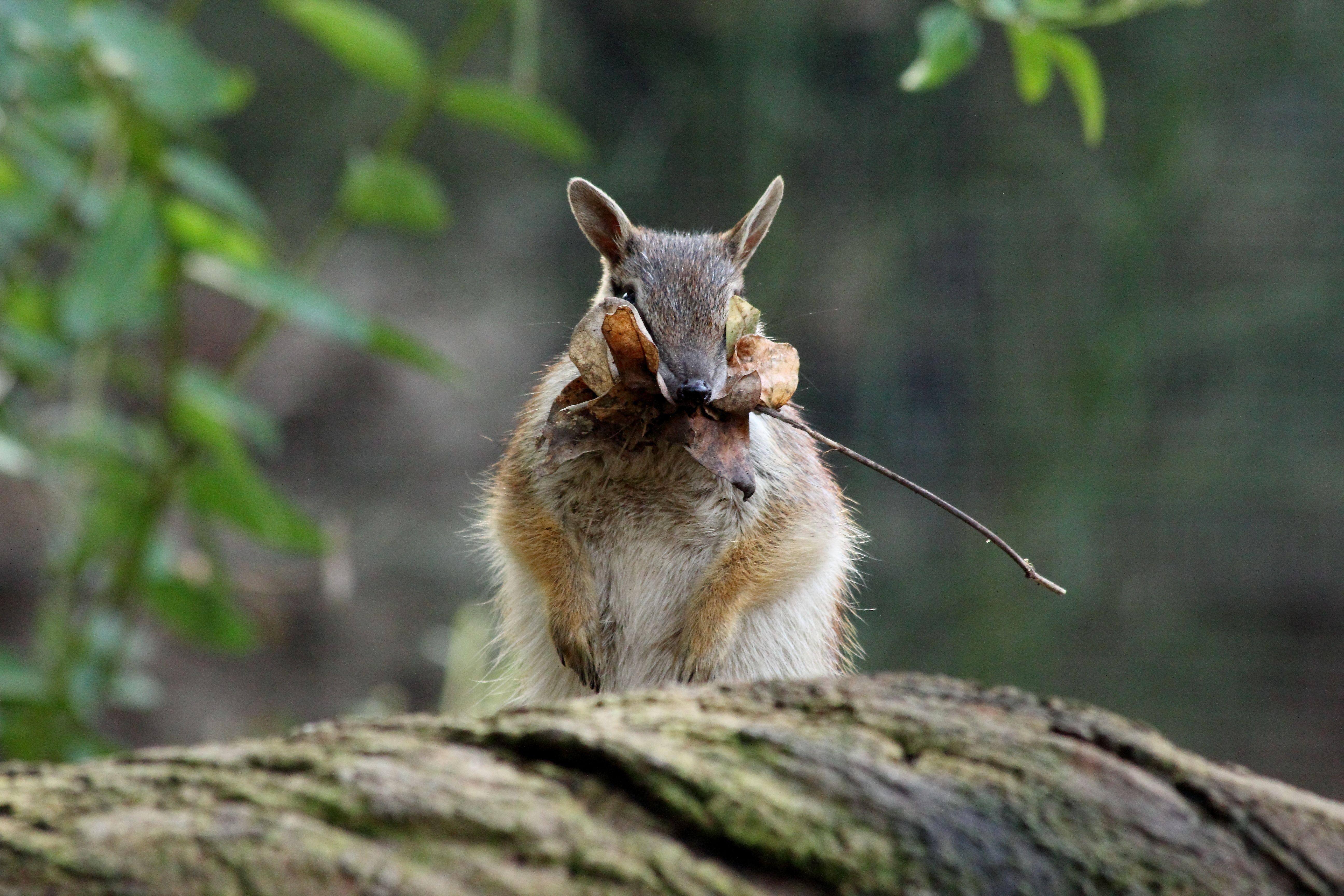 5184x3456 Download wallpaper 5184x3456 numbat, banded anteater, foliage