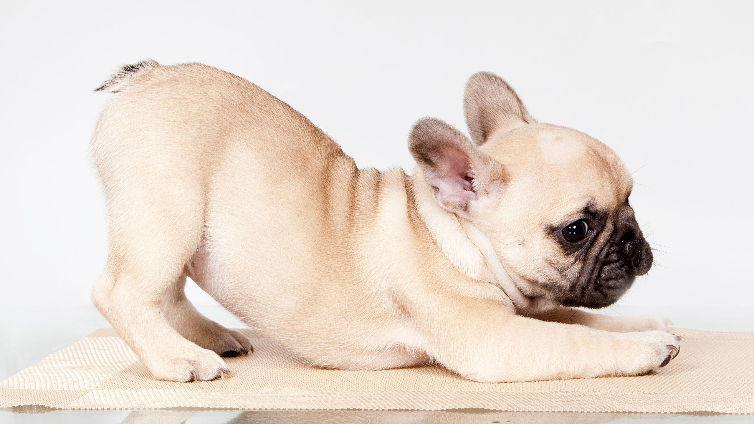 2560x1440 Photo Bulldog puppies French Bulldog Dogs animal 2560x1440