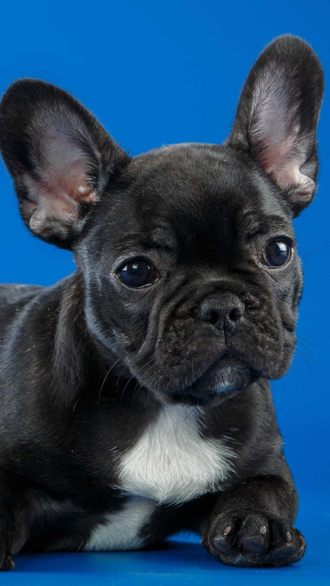 1082x1922 Black French Bulldog Cute Puppy HD Wallpaper