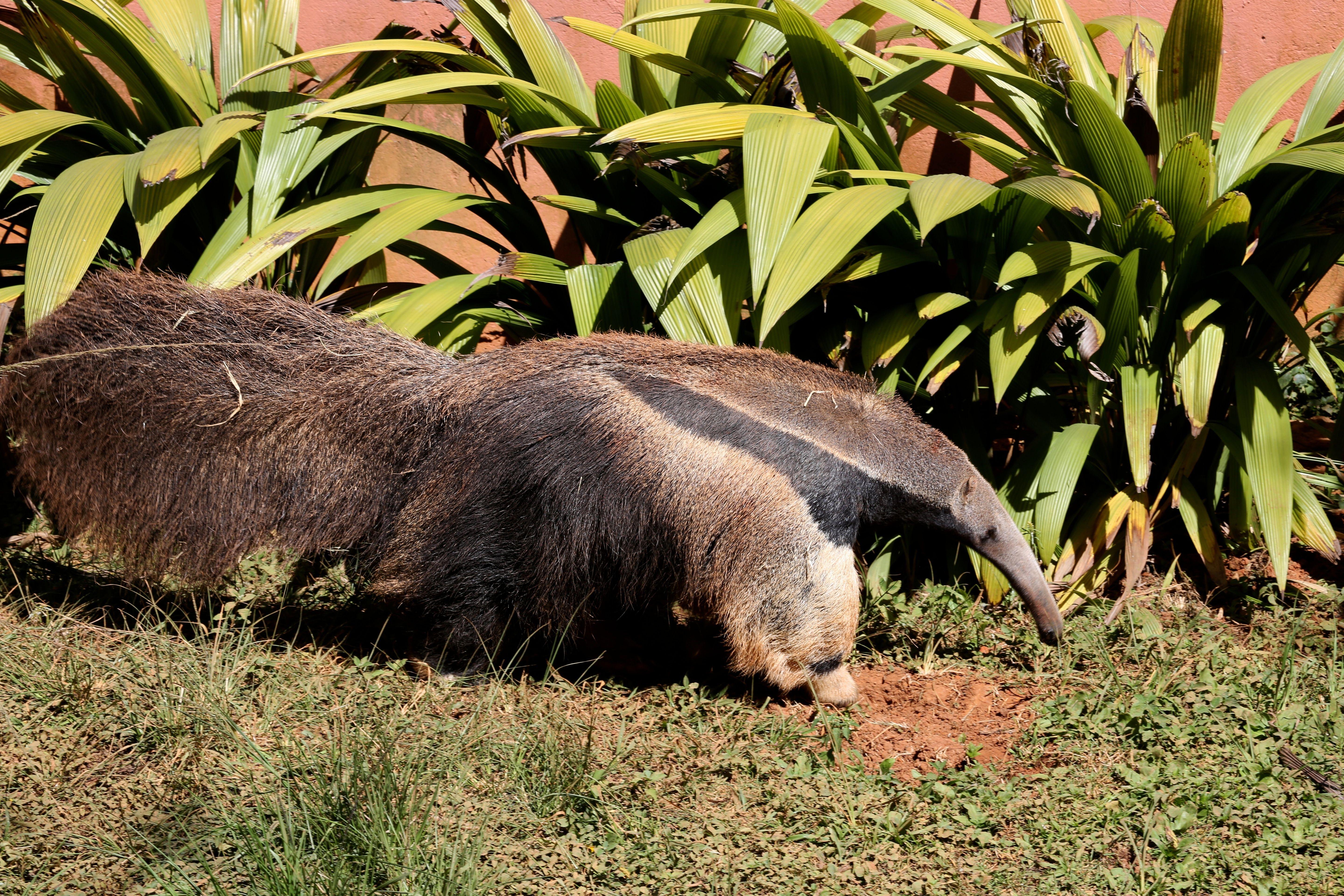 5760x3840 anteaters free image