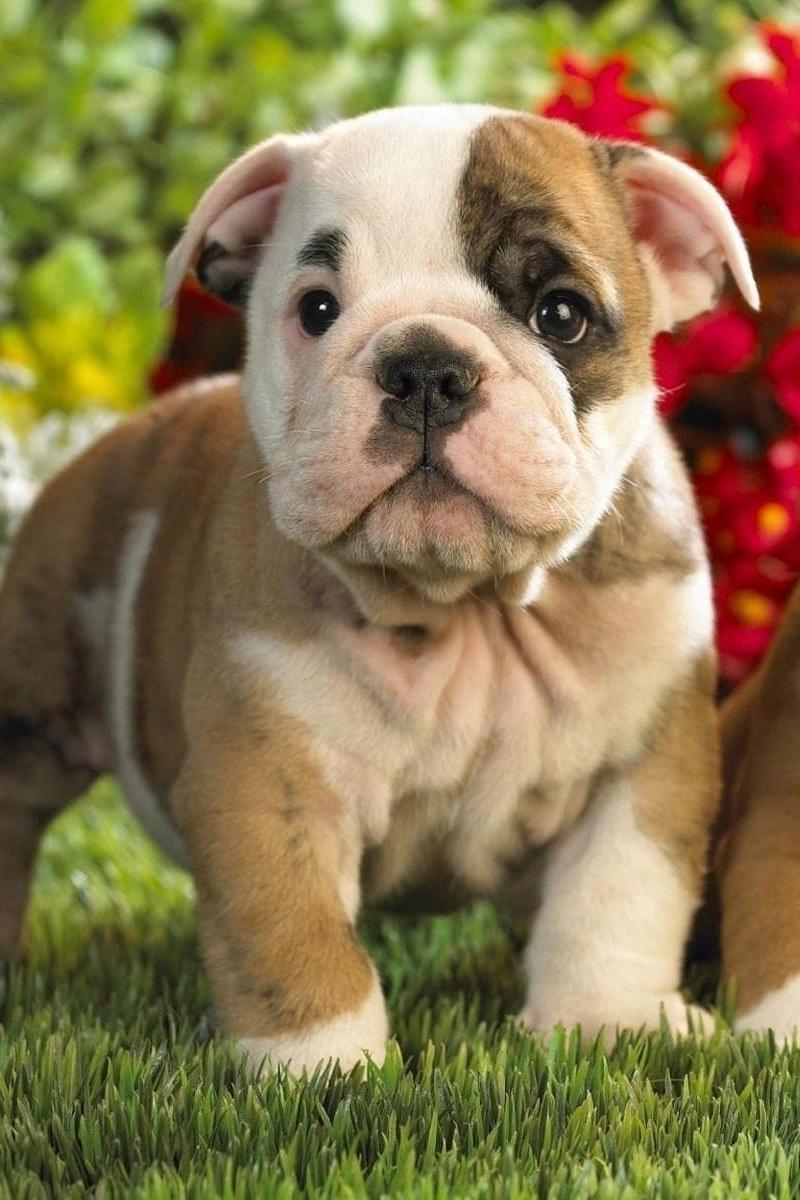 800x1200 Bulldogs Phone Wallpaper