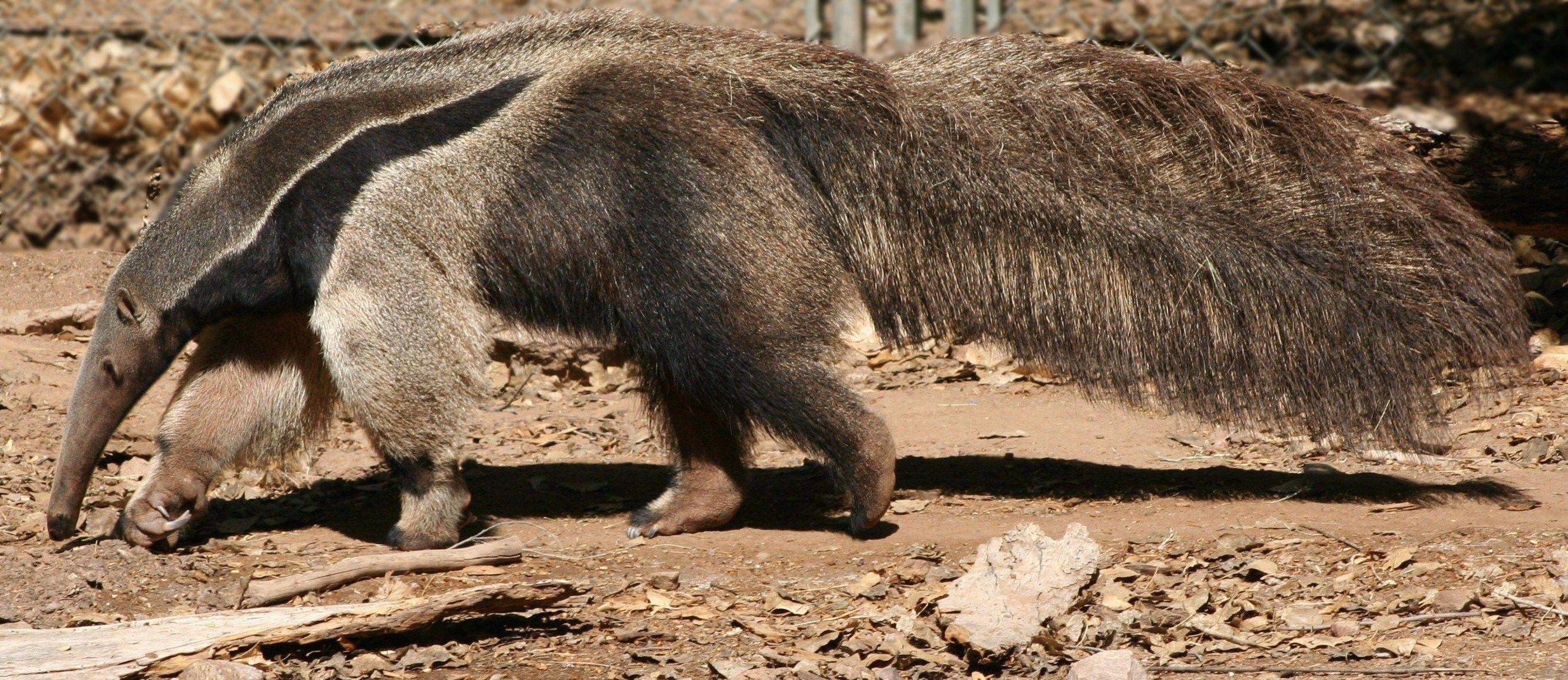 2675x1160 Anteater, HD, Naturedownload Wallpaper, Vermilingua, 4k, Windows