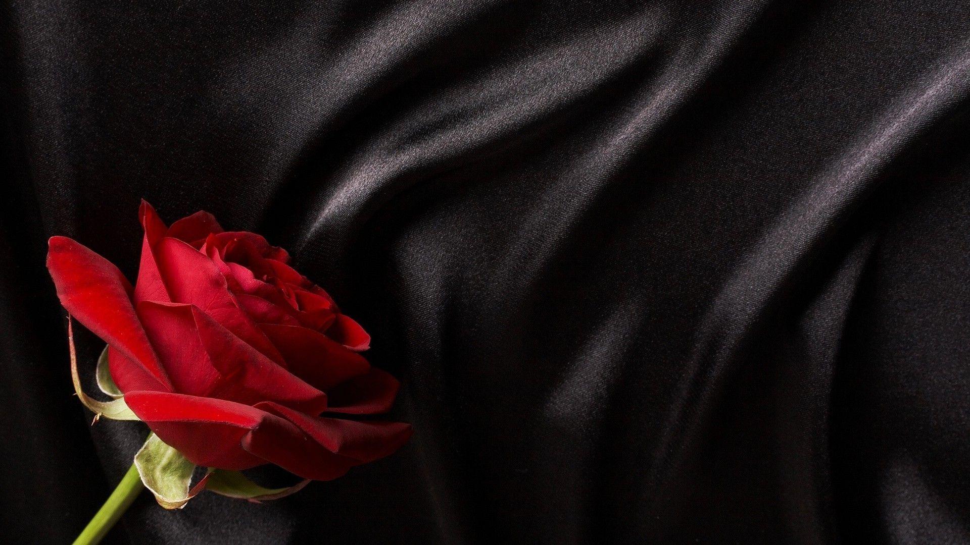 1920x1080 Rose on black