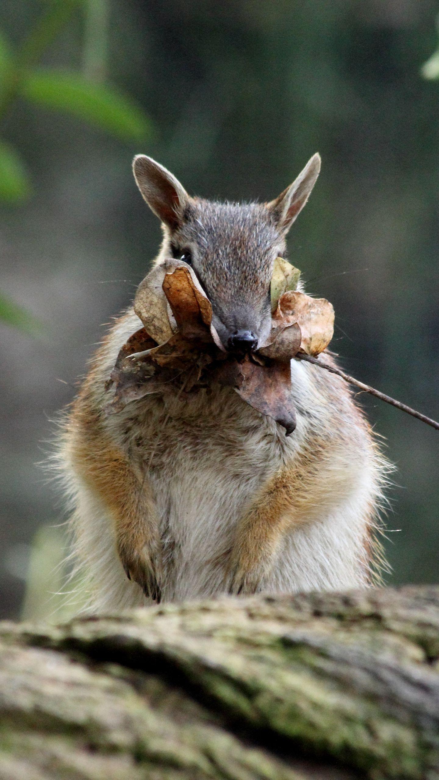 1440x2560 Download wallpaper 1440x2560 numbat, banded anteater, foliage