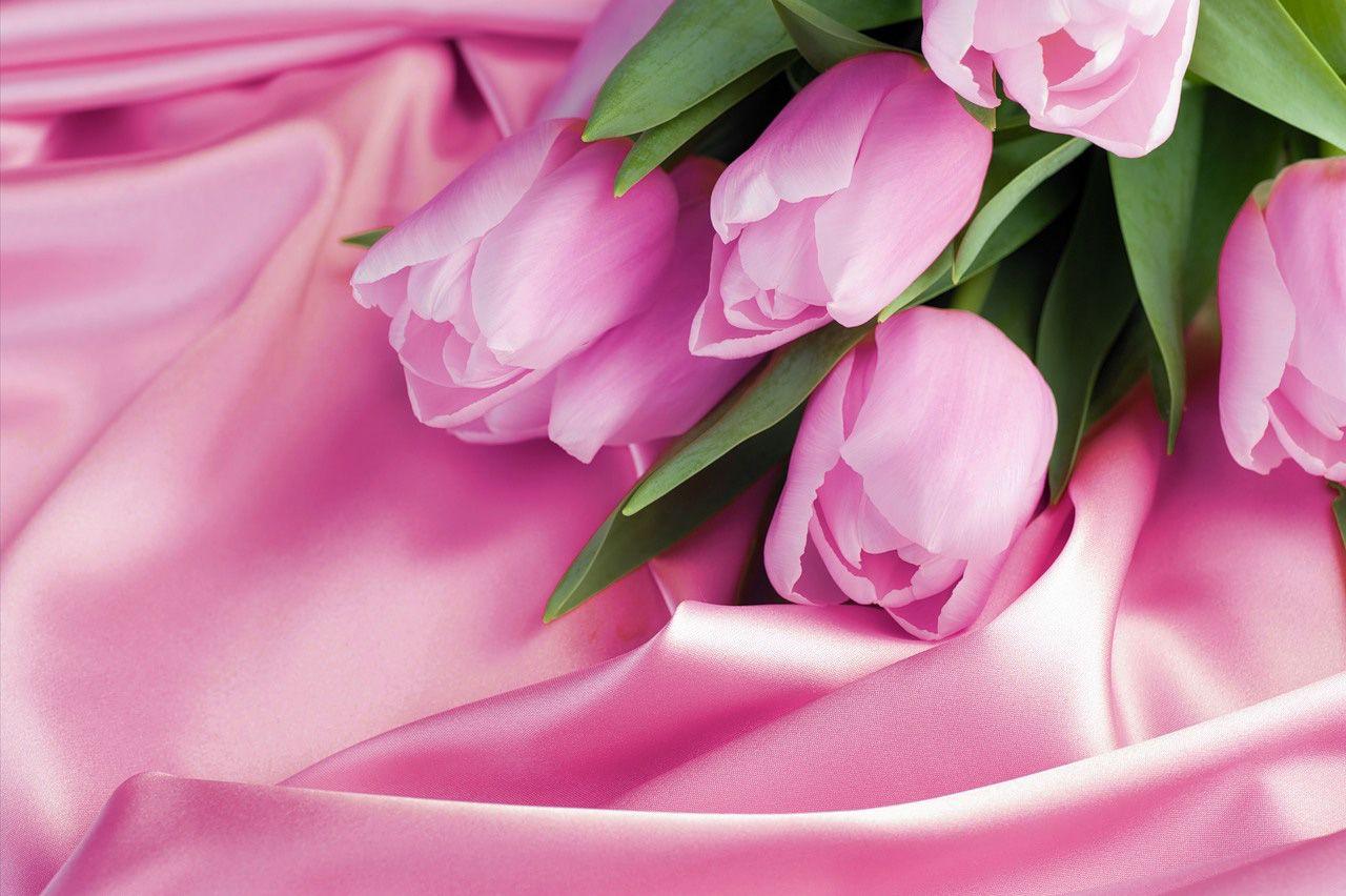 1280x852 Pink Tulips on Satin Wallpaper
