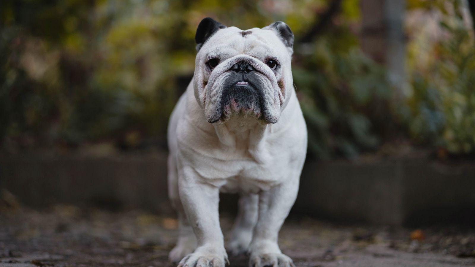 1600x900 Download wallpaper 1600x900 english bulldog, bulldog, dog, serious