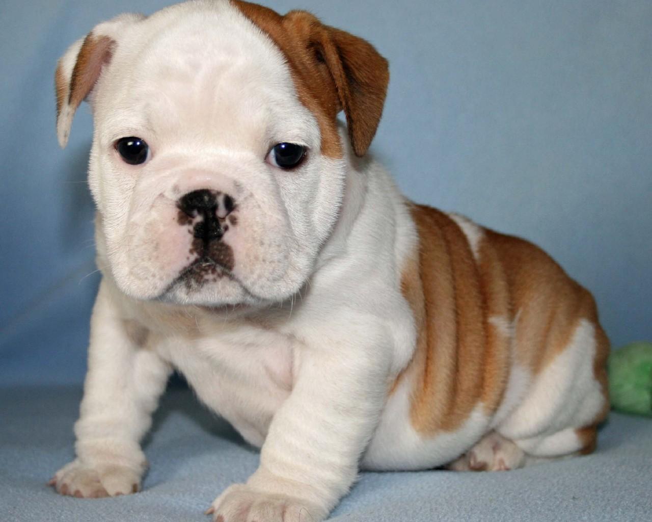 1280x1024 English Bulldog Dogs Wallpaper for Android