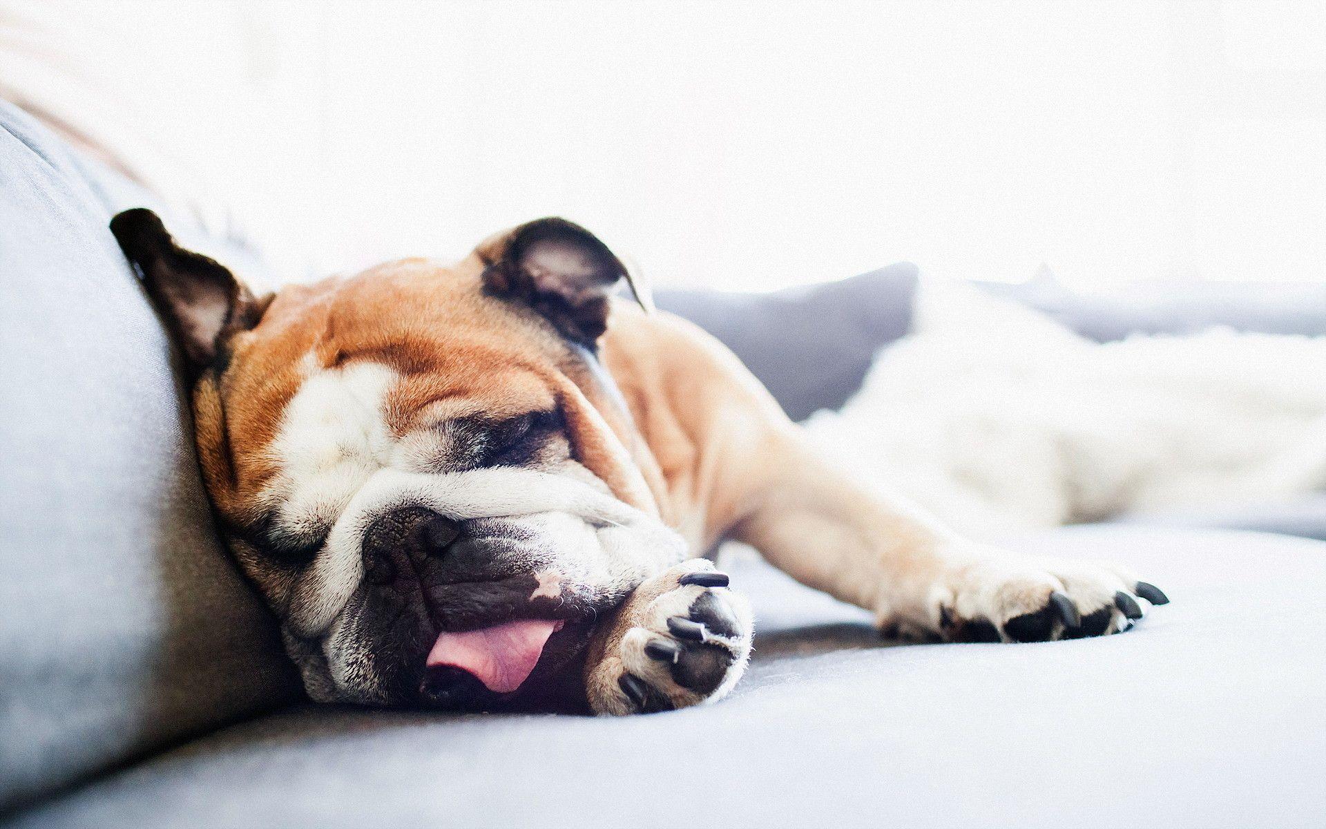 1920x1200 English Bulldog Wallpaper. Short Haired Breeds Of Dogs. The Dog