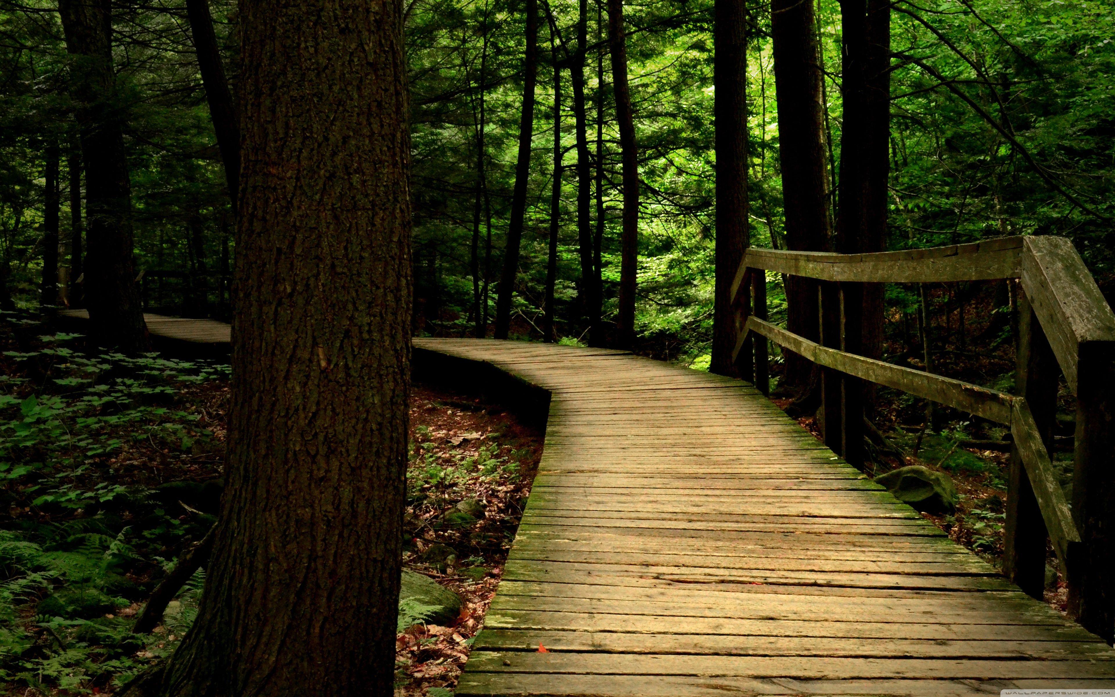 Сходи в лес. Шварцвальд тропа. Природа. Деревянный мостик. Деревянный мост в лесу.