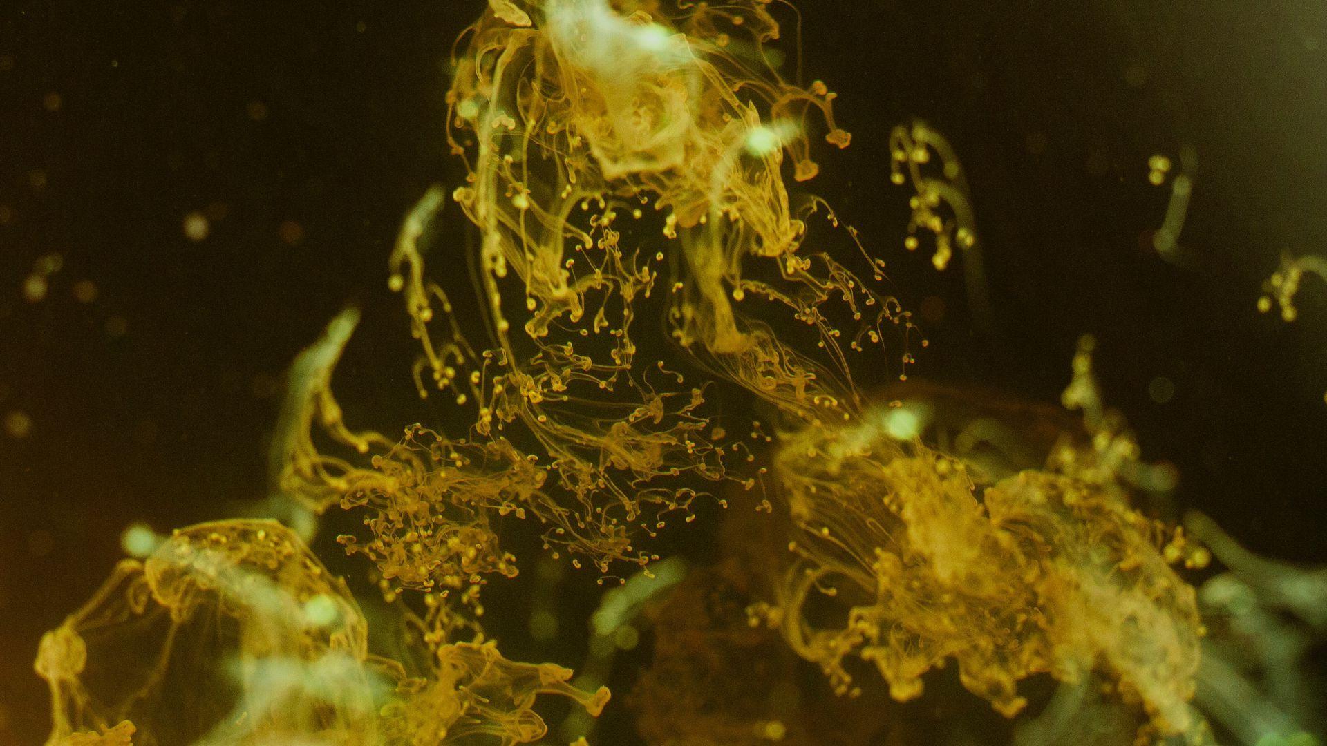 1920x1080 Download wallpaper 1920x1080 liquid, yellow, spray, macro full HD