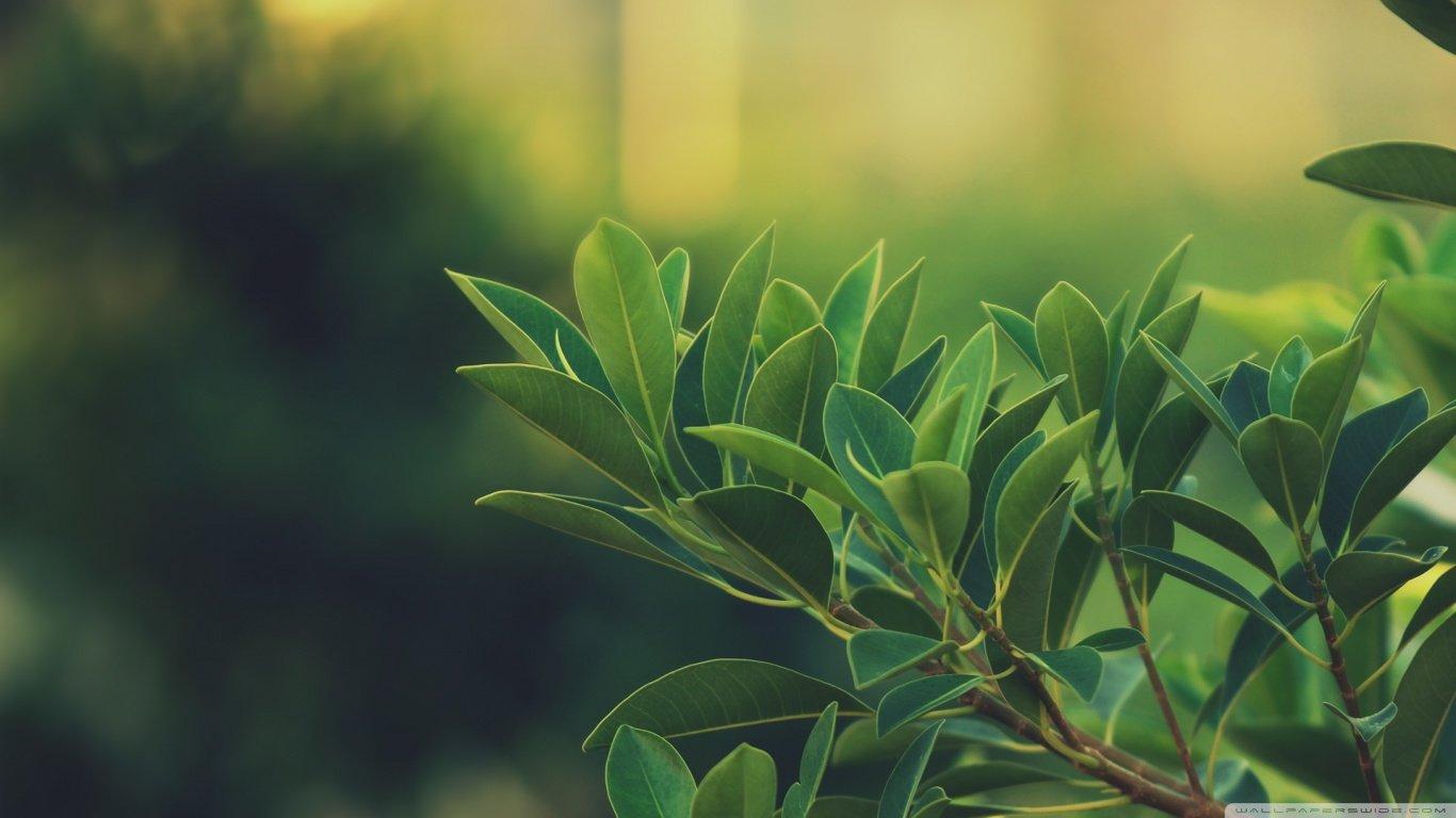 1366x768 Plant wallpaper 1366x768 (laptop) desktop background
