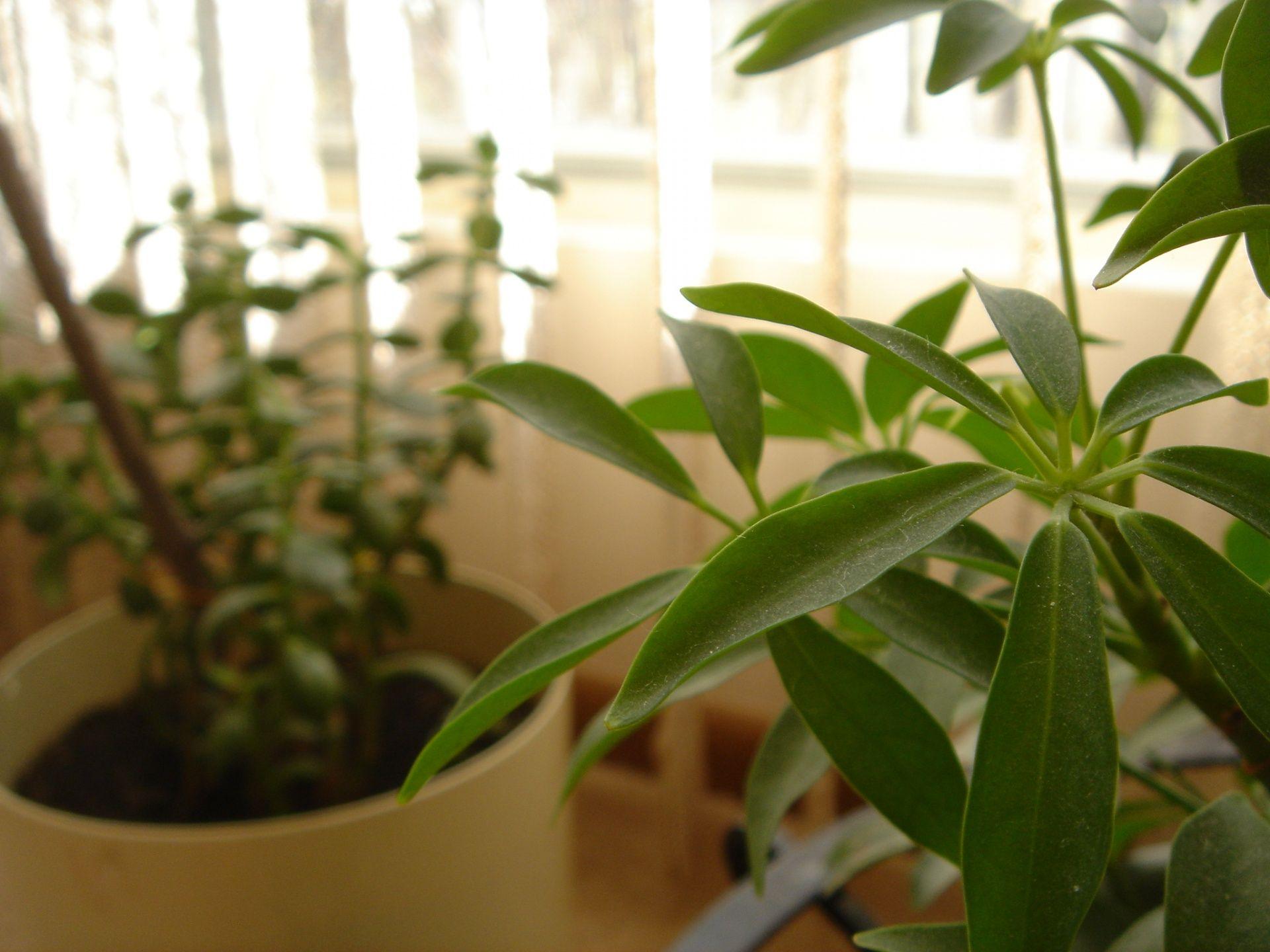 1920x1440 Green Plant Windows 7 Plant Desktop Wallpaper. Plant Wallpaper