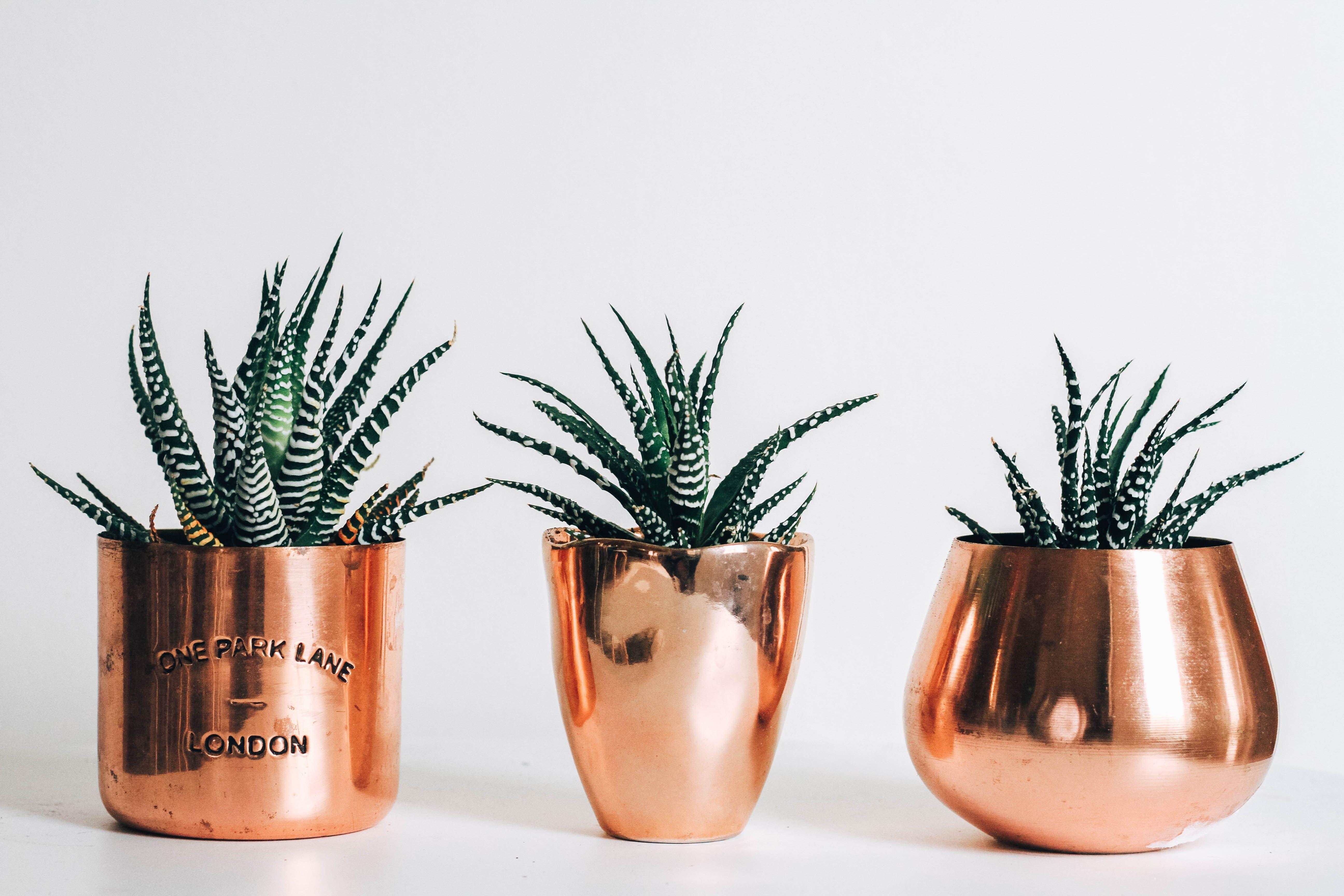 5184x3456 Rose Gold Wallpaper: Free HD Download [HQ]