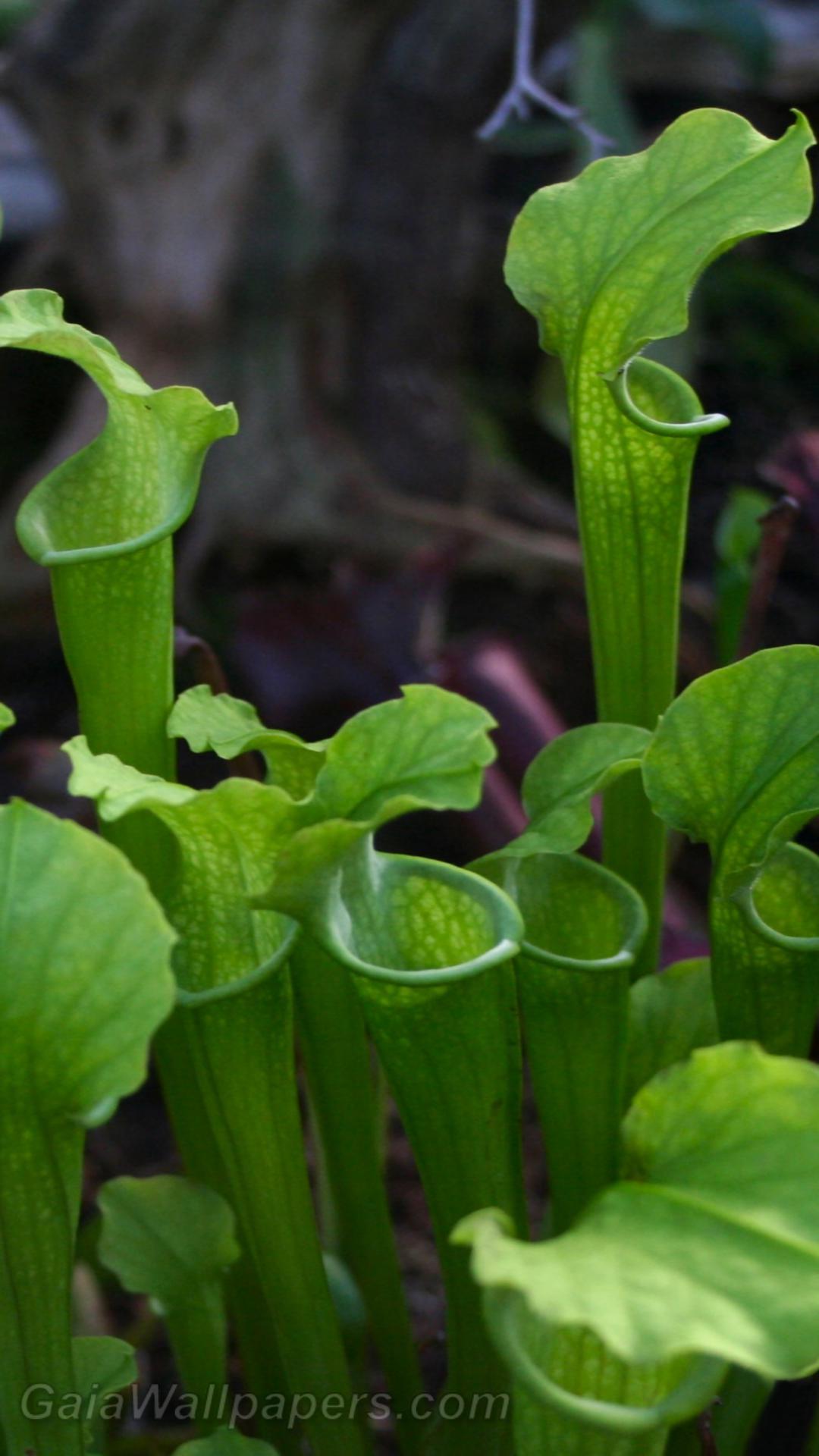 Carnivorous Plant Wallpapers - Top Free Carnivorous Plant Backgrounds