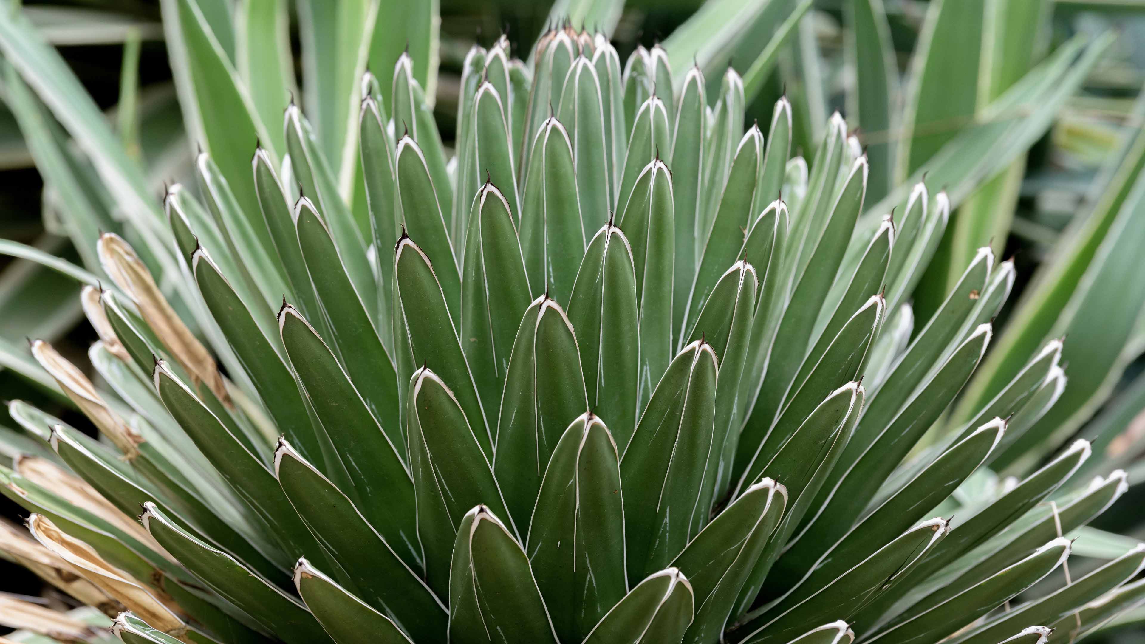 3840x2160 Desktop Wallpaper. Phipps Conservatory and Botanical Gardens