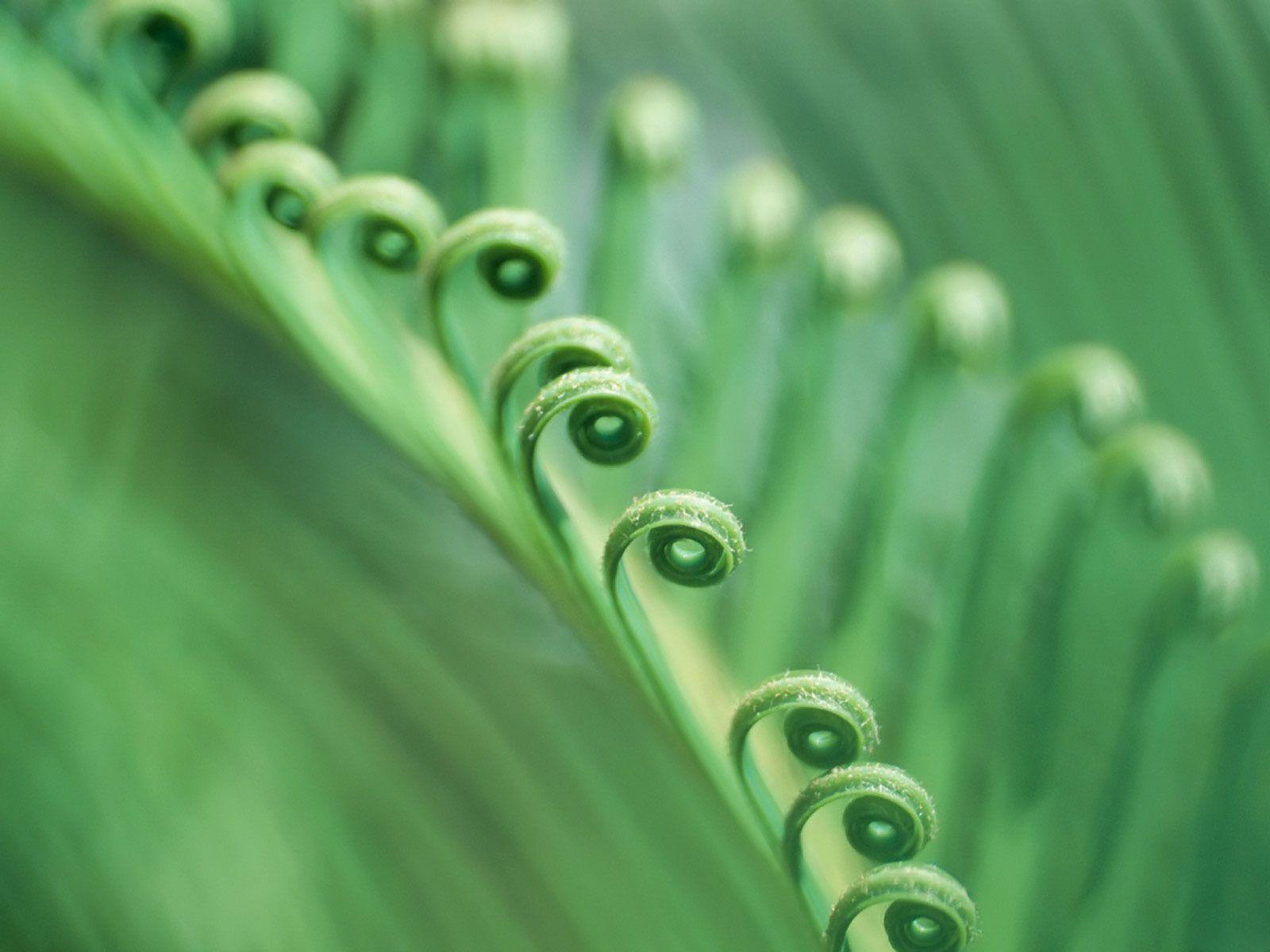 1600x1200 Young Fern Plant Computer Wallpaper 51849 1600x1200px