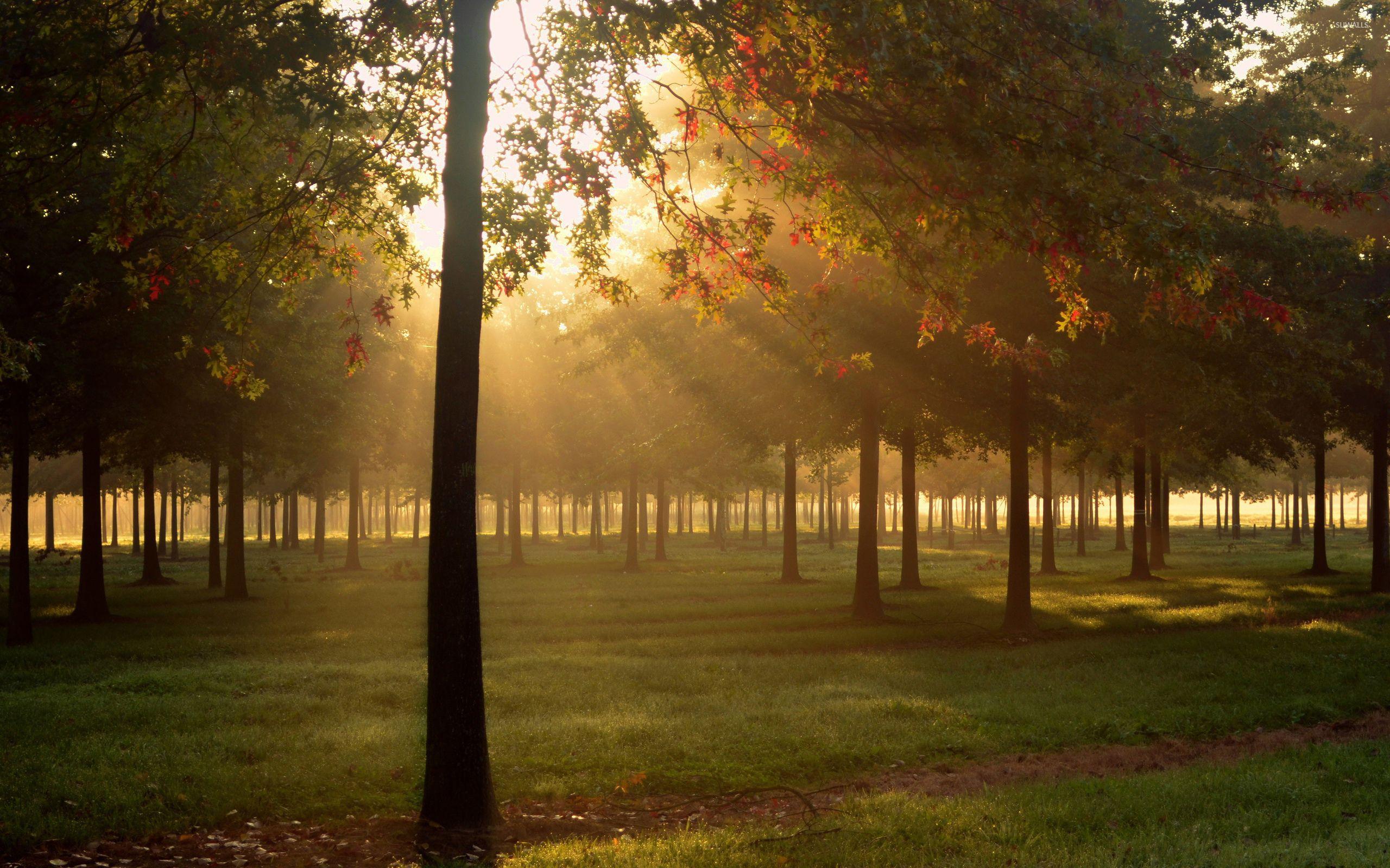 2560x1600 Heavenly sun light above the forest wallpaper wallpaper