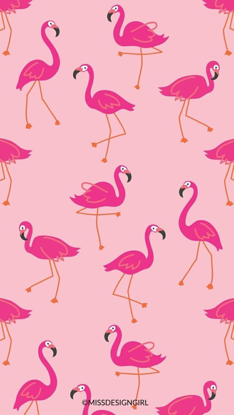 Pink Flamingo Wallpapers - Top Free Pink Flamingo Backgrounds ...