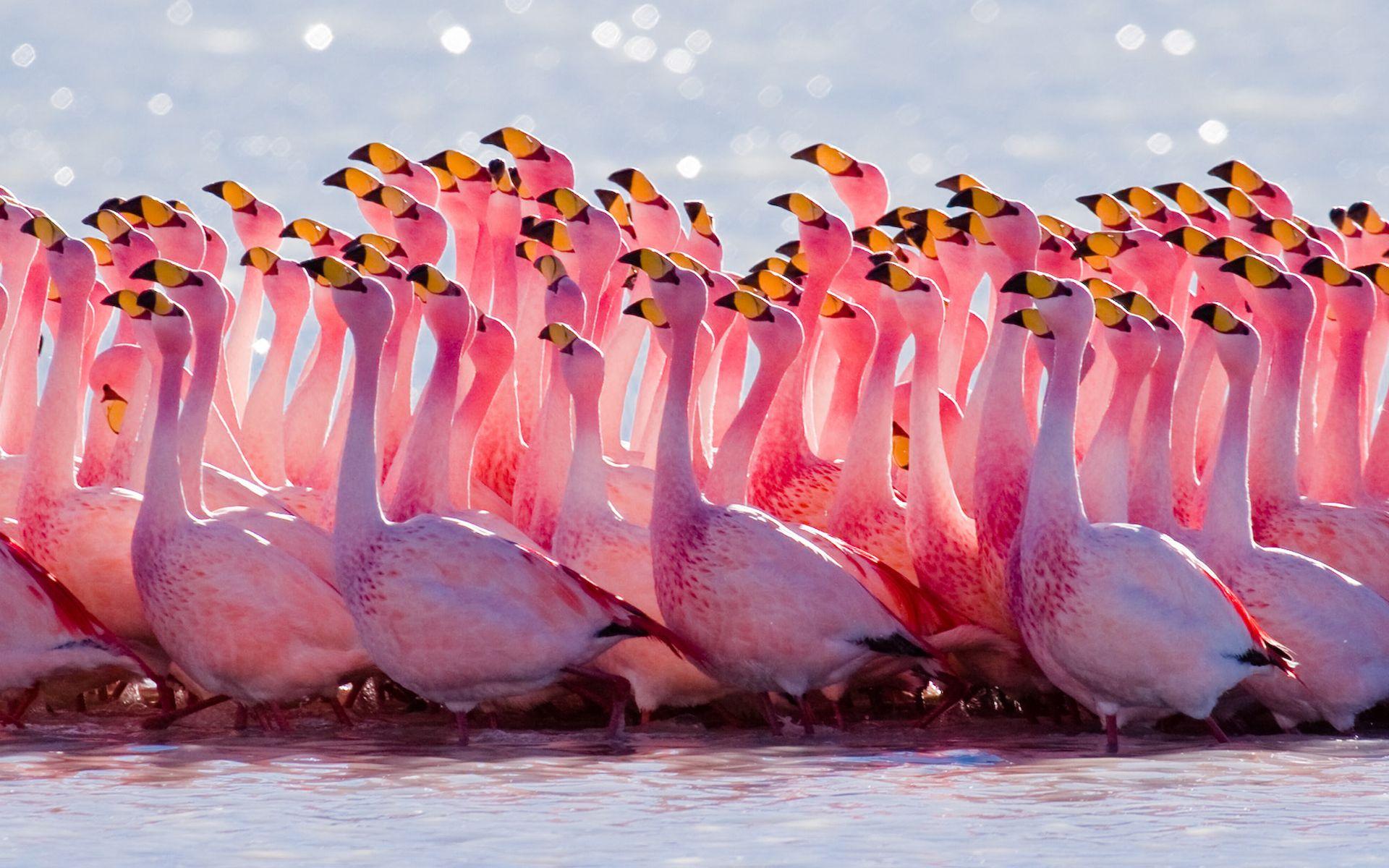 1920x1200 Beautiful Pink Flamingo Birds Wallpaper HD 8456 :