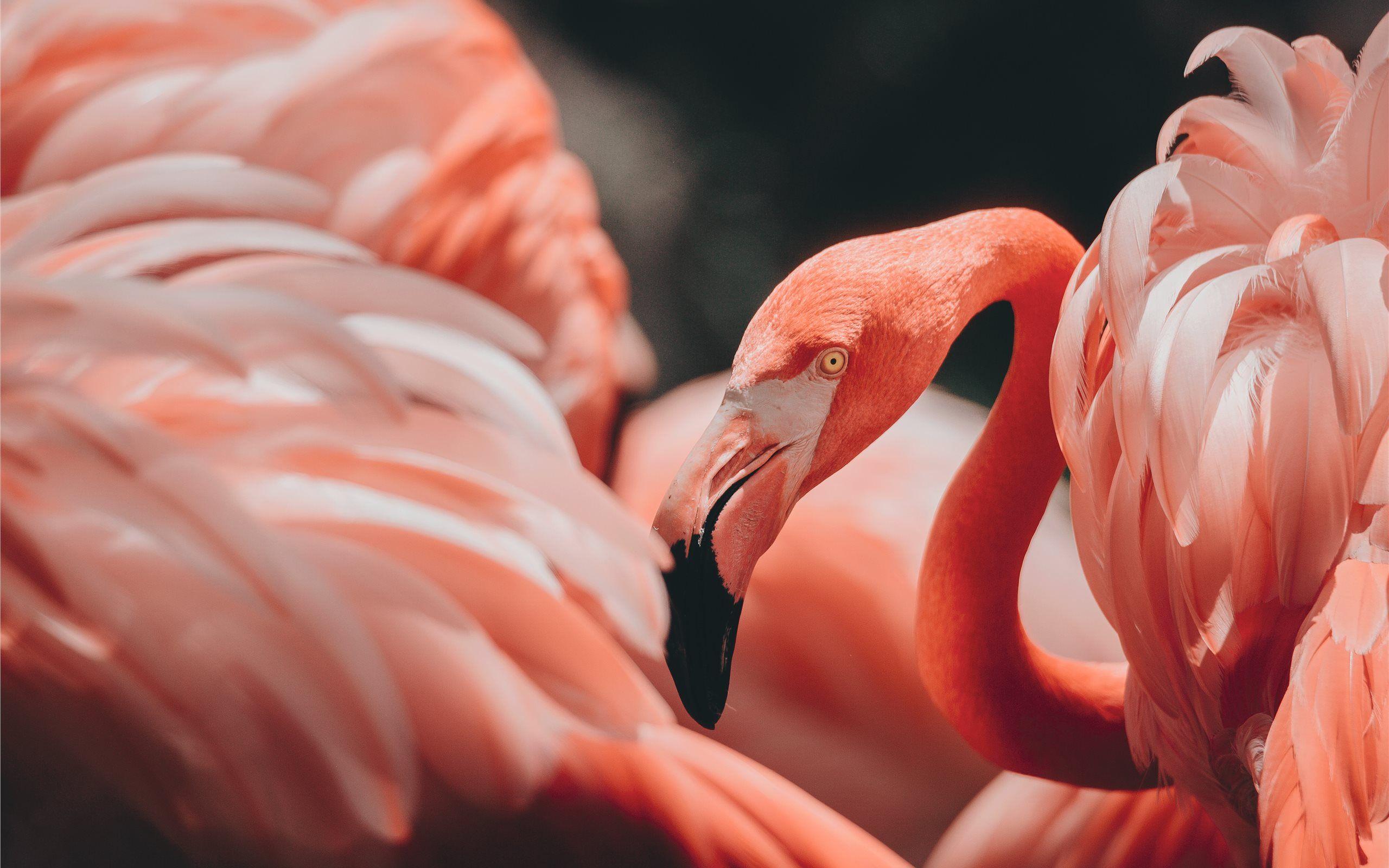 2560x1600 Best flamingo Mac Wallpaper Free HD Download