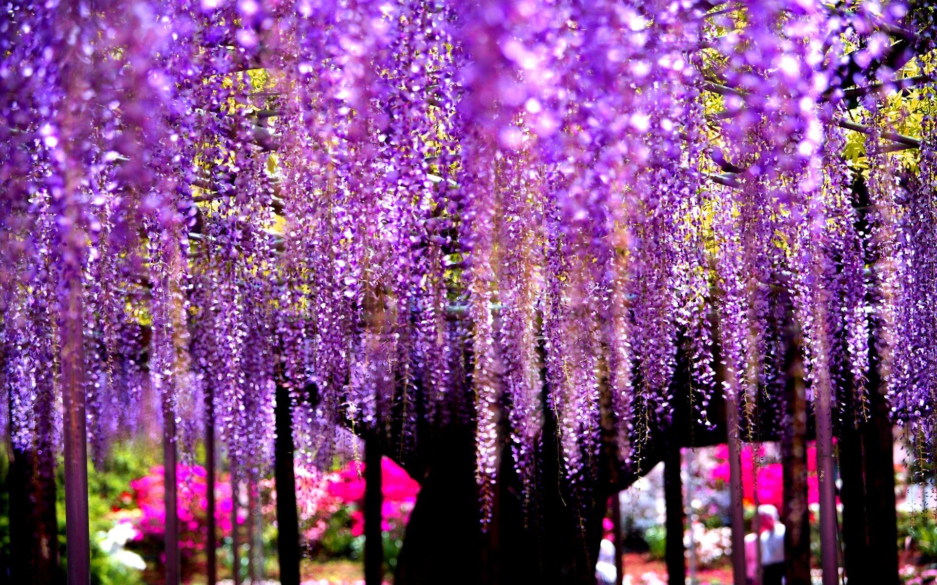 Wisteria Tree Wallpapers Top Free Wisteria Tree Backgrounds Wallpaperaccess