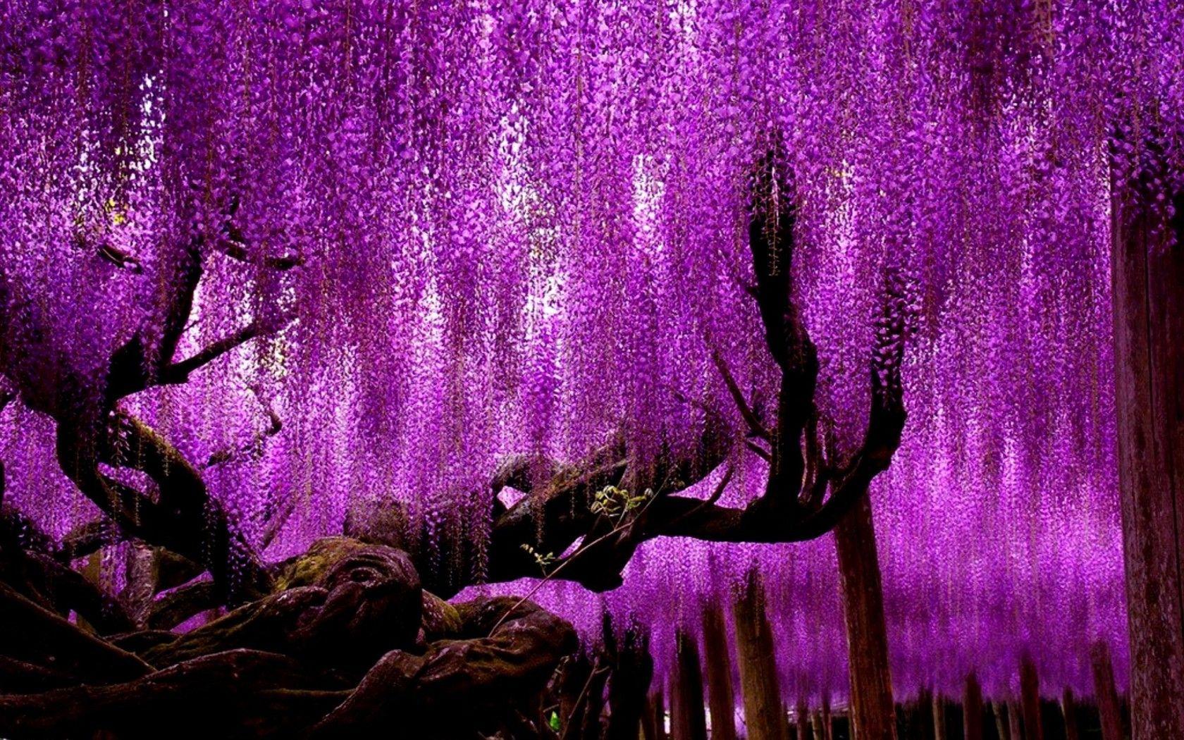 Wisteria Tree Wallpapers - Top Free Wisteria Tree Backgrounds