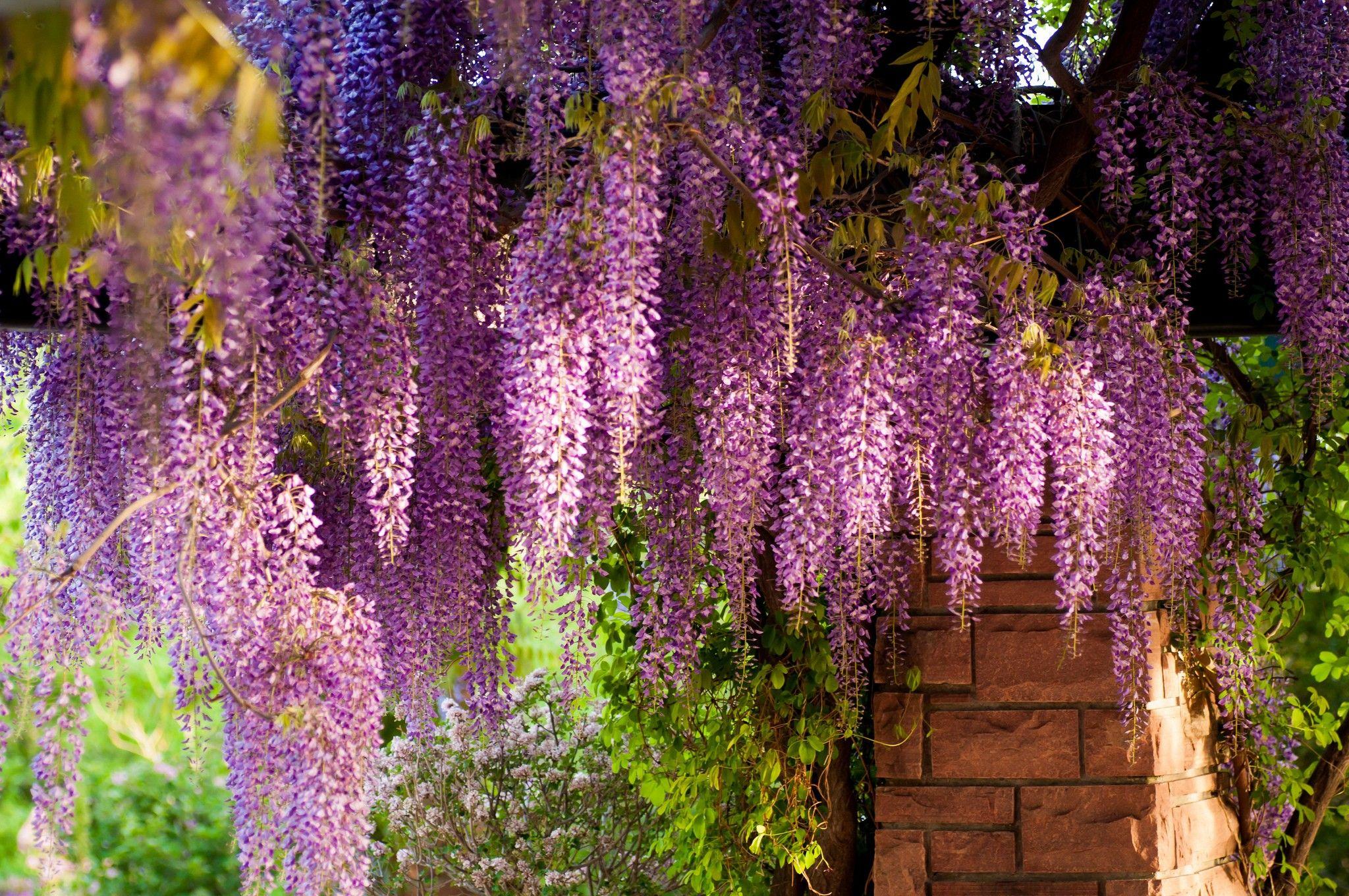 Wisteria Tree Wallpapers - Top Free Wisteria Tree Backgrounds