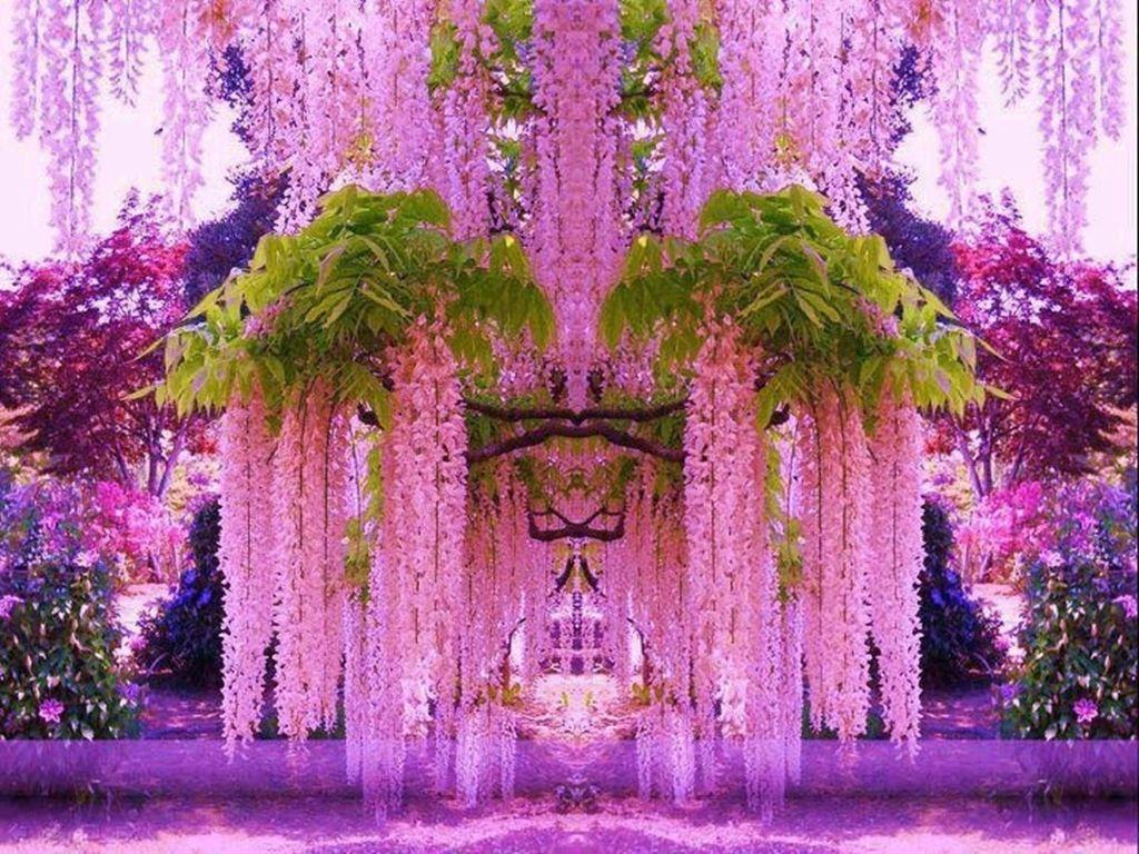 Wisteria Tree Wallpapers Top Free Wisteria Tree Backgrounds