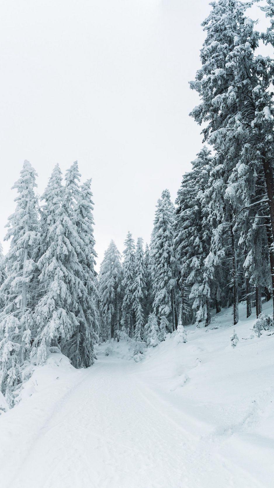 938x1668 Download wallpaper 938x1668 winter, snow, trees, path, snowy