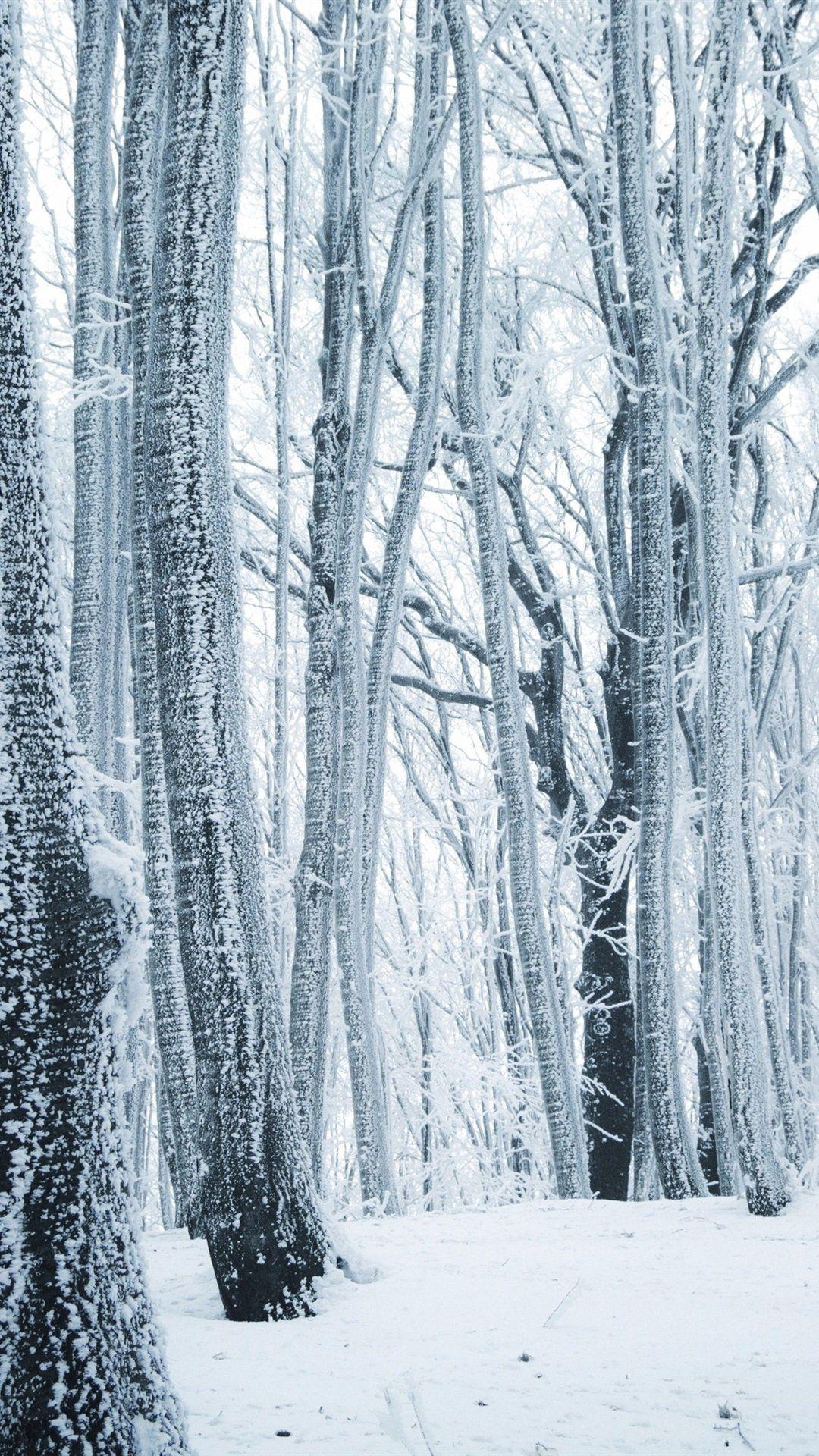 1080x1920 Snowy Woods iPhone Wallpaper