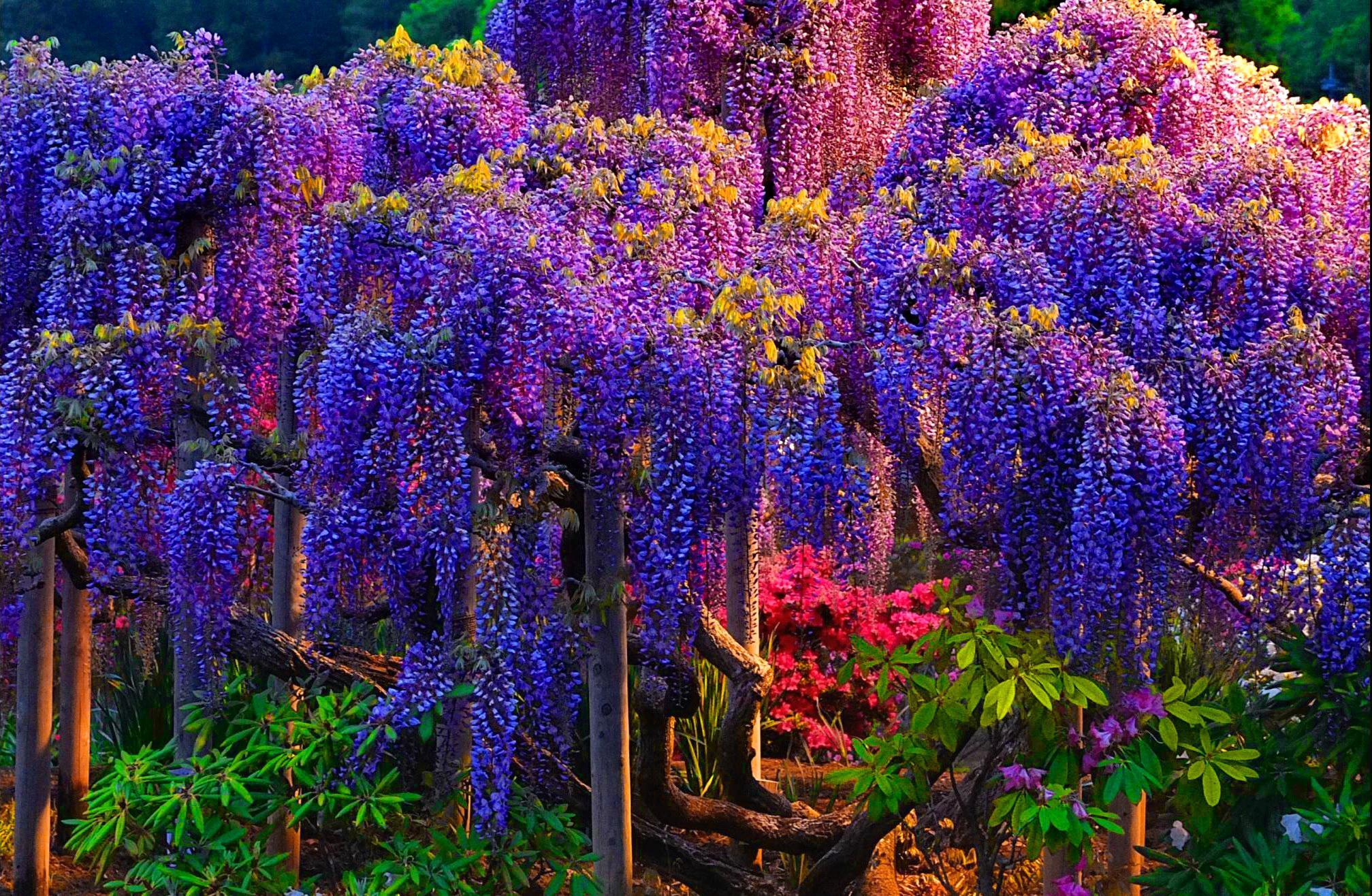 Wisteria Tree Wallpapers - Top Free Wisteria Tree Backgrounds ...