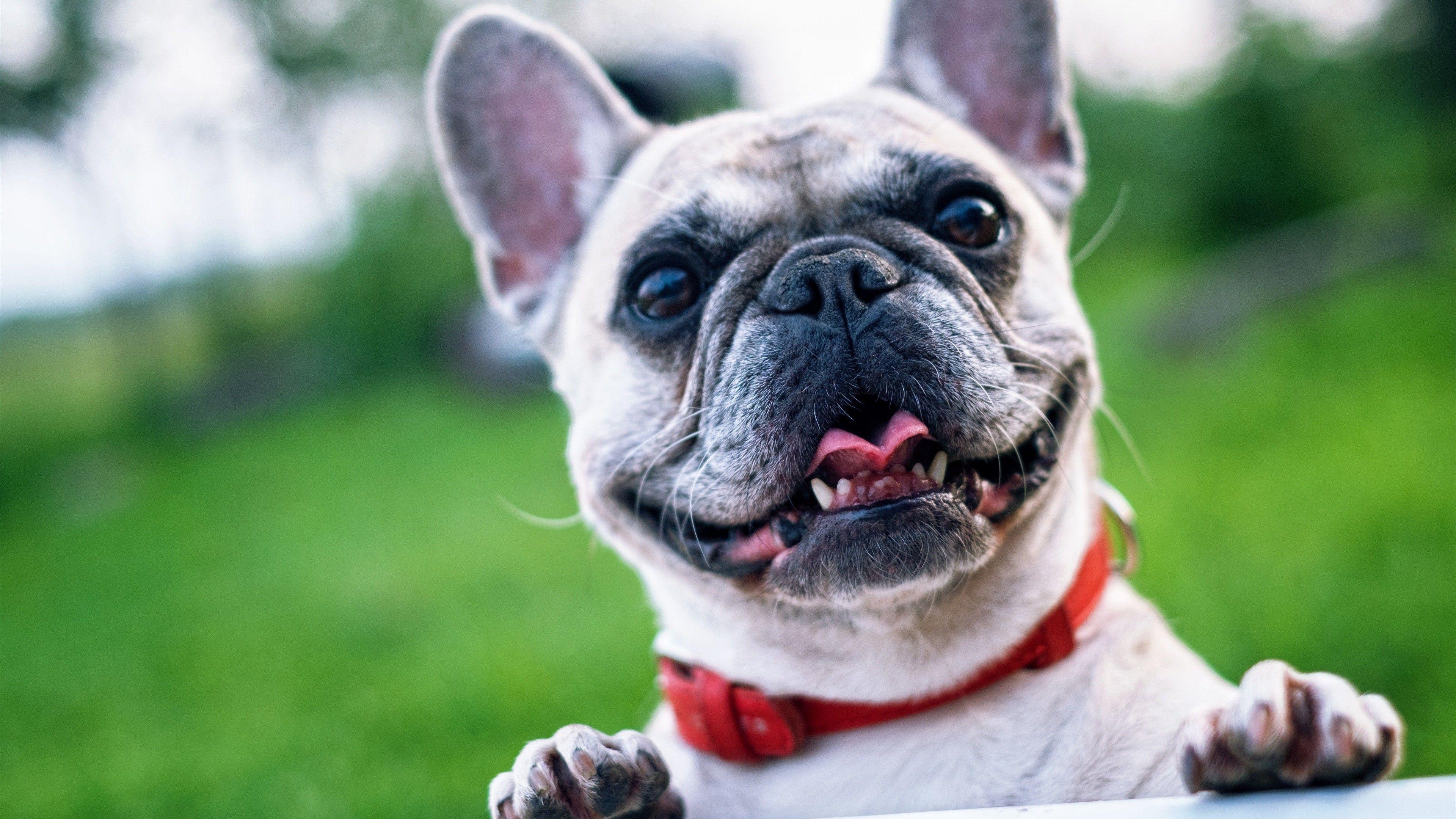 3840x2160 Animal Dog 4k Wallpaper