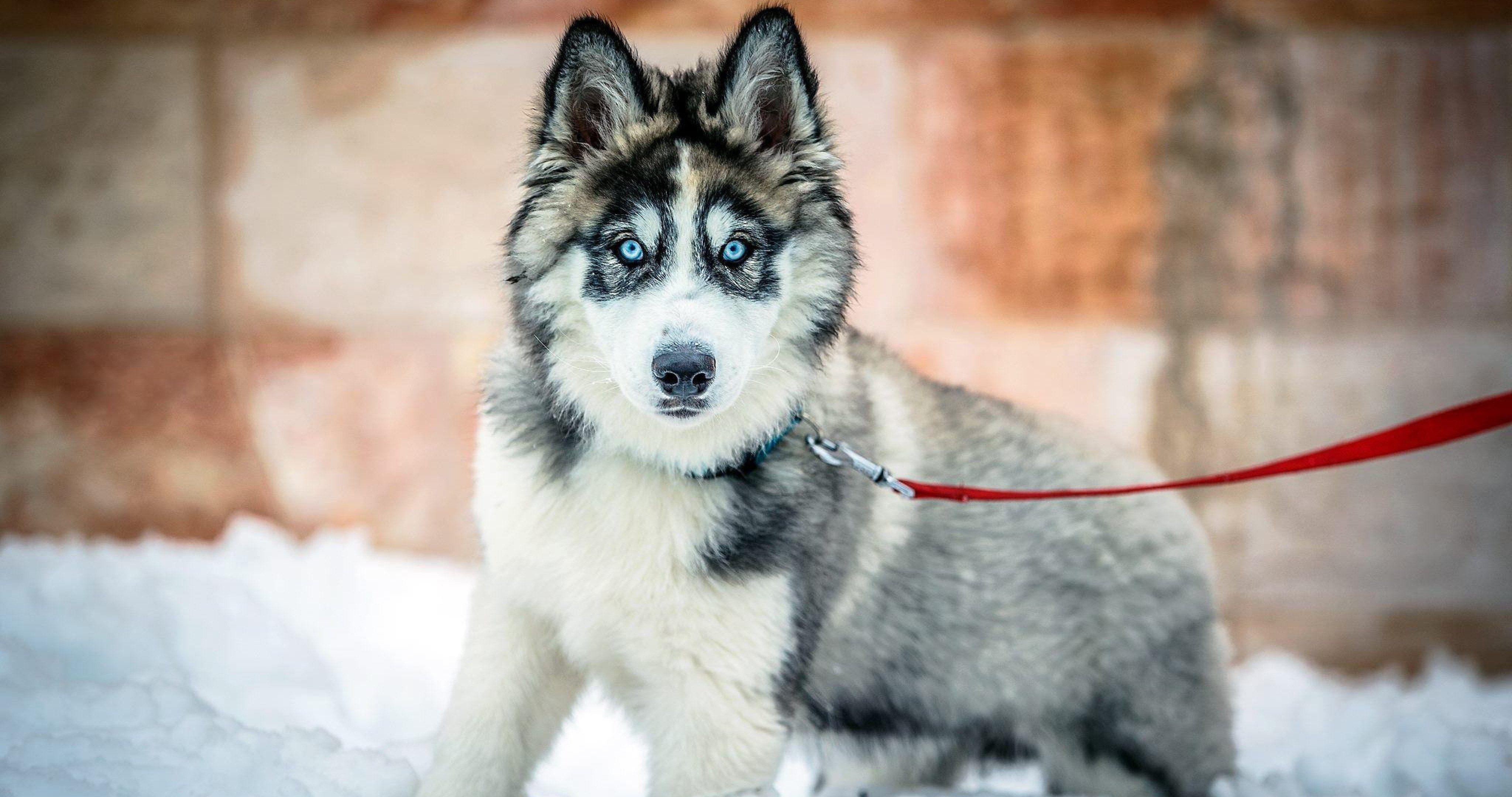 4096x2160 siberian husky dog 4k ultra HD wallpaper High quality walls