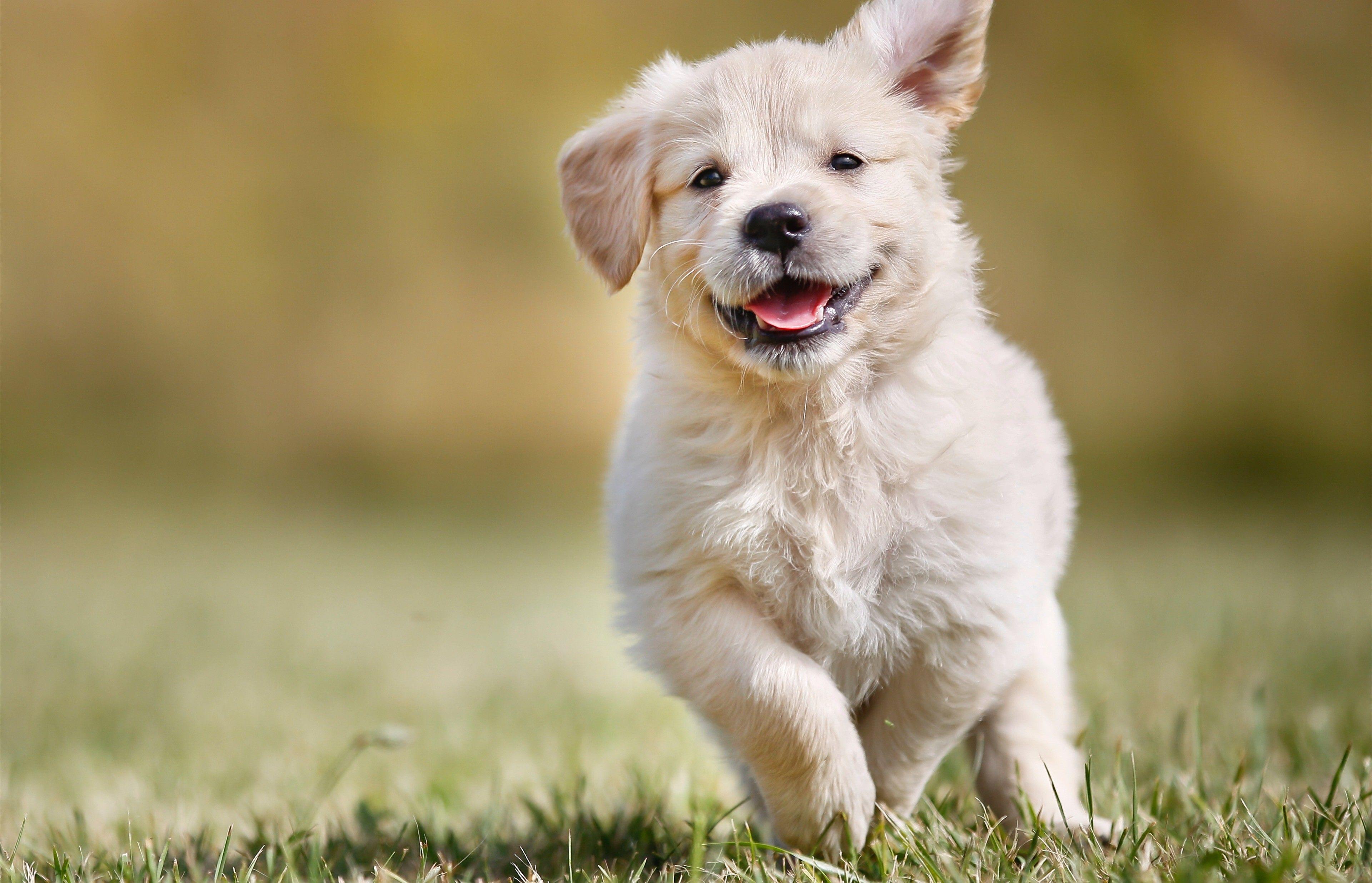 3840x2470 Beautiful Dog Puppy 4K Wallpaper