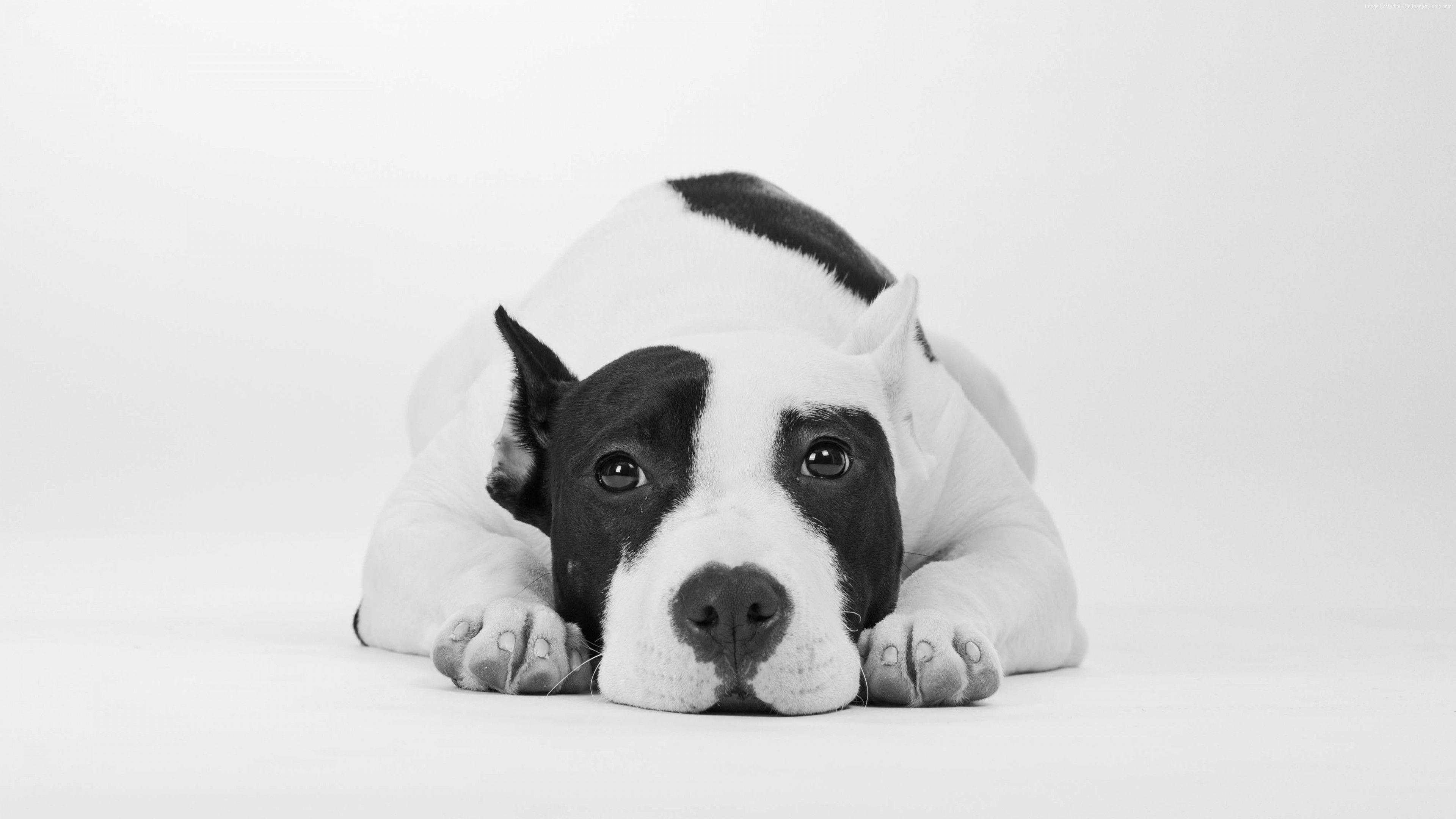 3840x2160 Wallpaper dog, cute animals, 4k, Animals Wallpaper Download