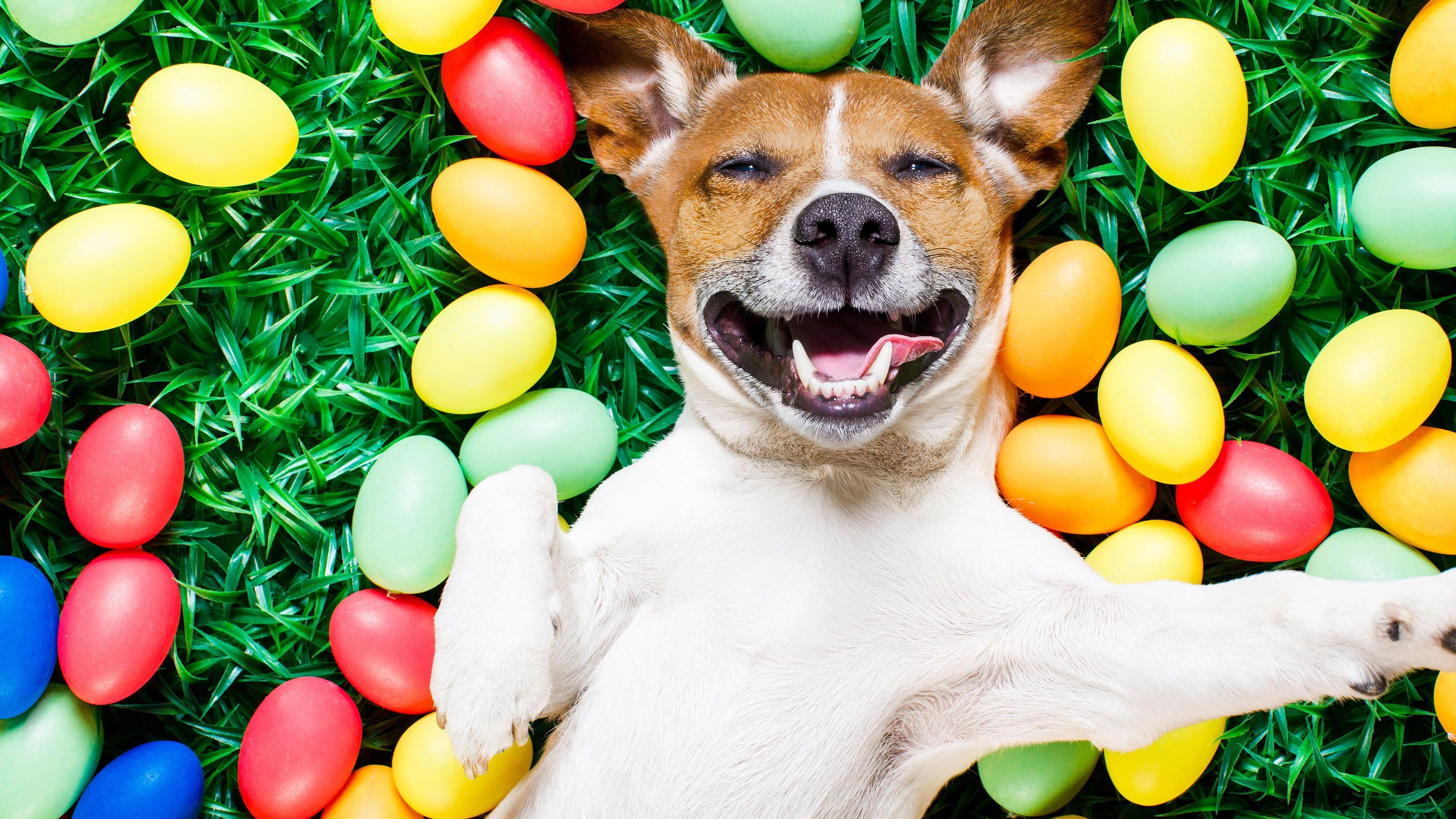 3840x2160 Easter Dog UHD 4K Wallpaper