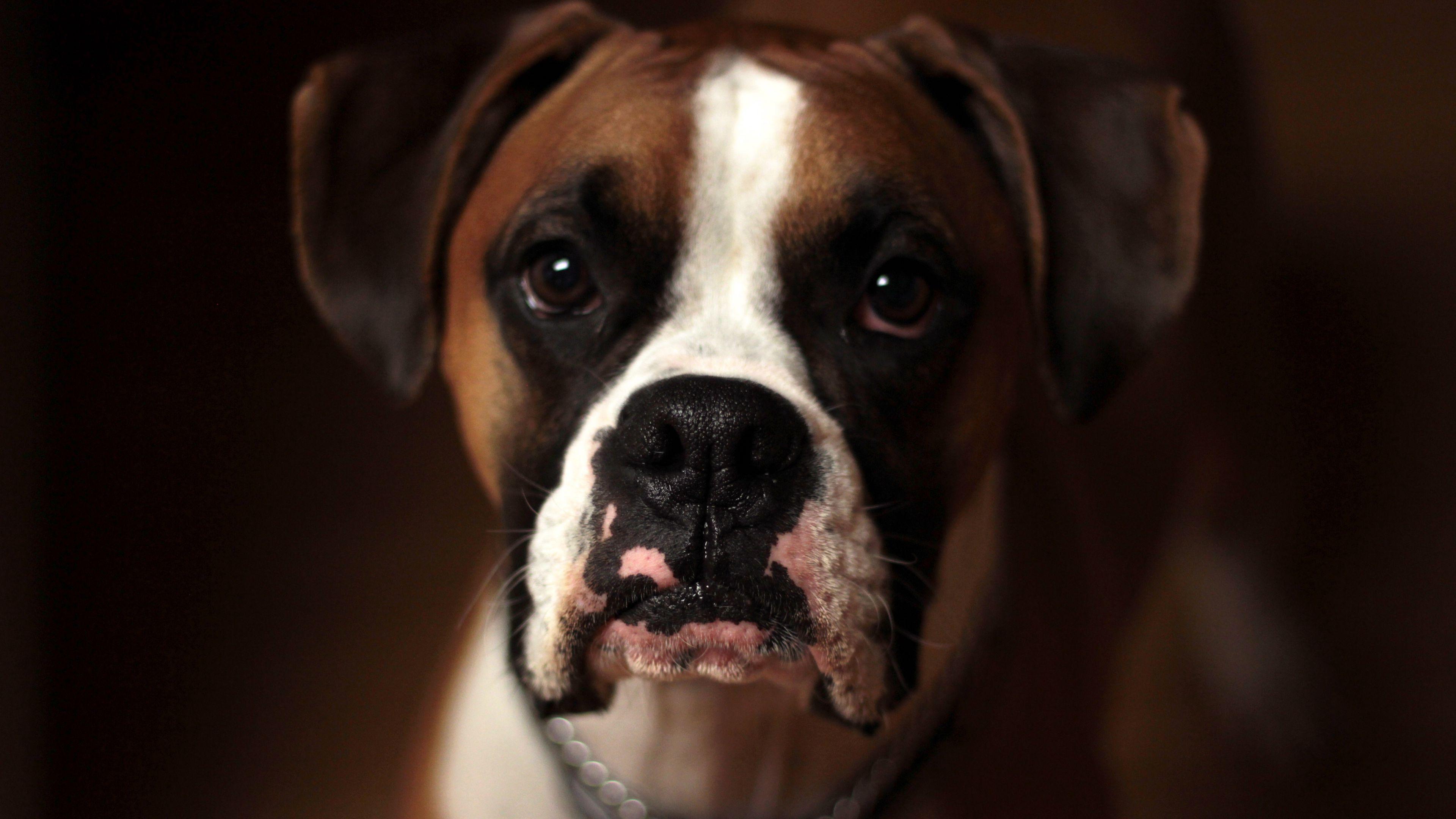 3840x2160 Download wallpaper 3840x2160 dog, boxer, muzzle 4k uhd 16:9 HD
