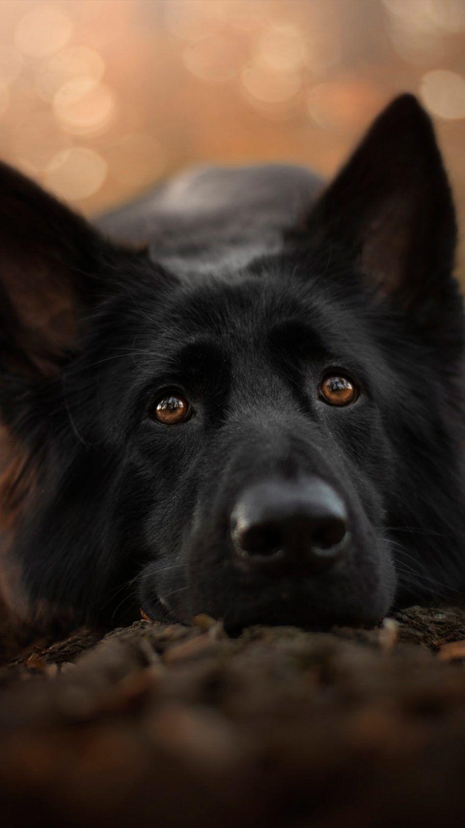 950x1689 German Shepherd Black Pet Dog. Shepherd puppies, German shepherd