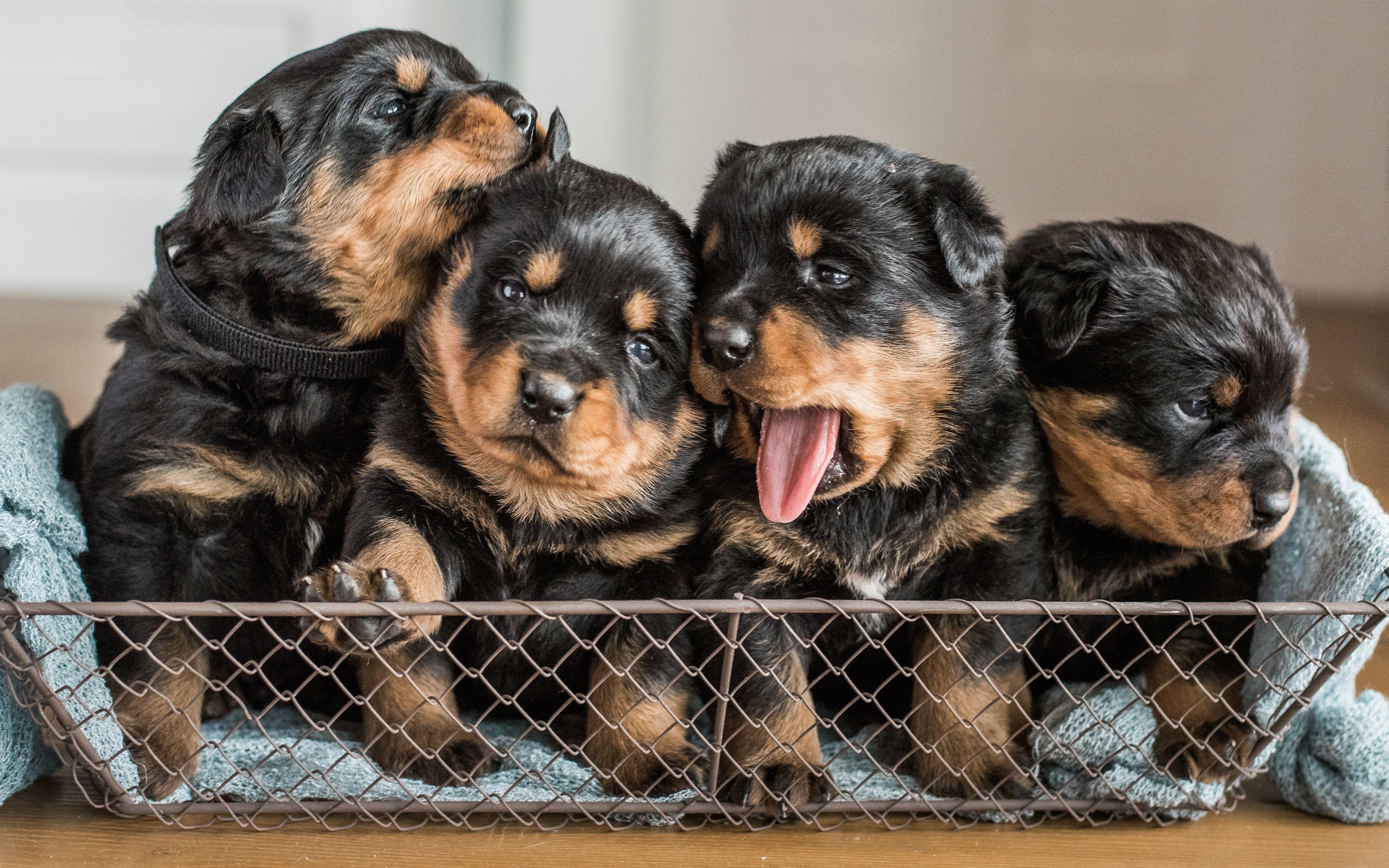 3840x2400 Rottweiler, Puppies, Domestic Dog, 4k, Quartet, Cute