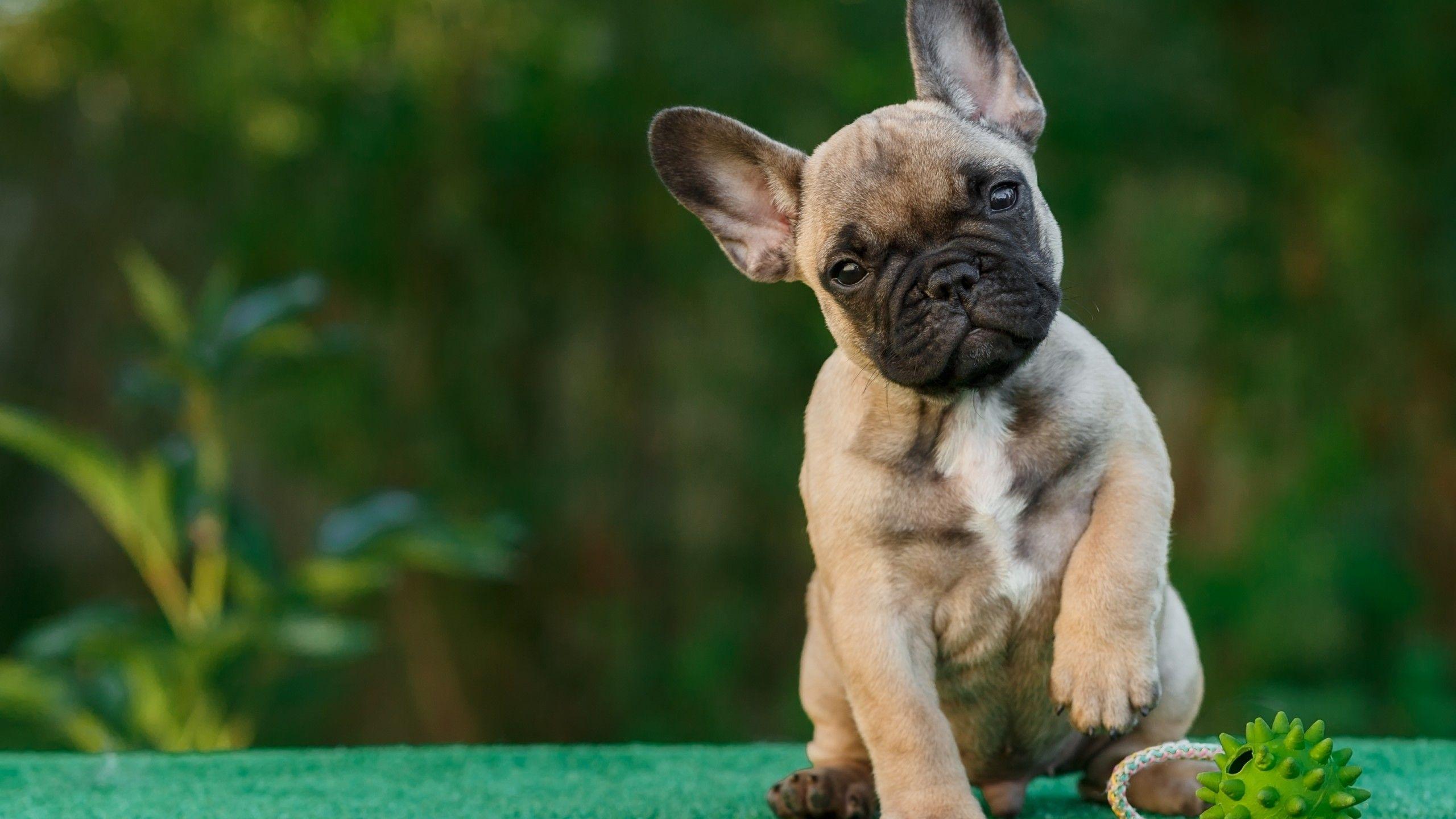 2560x1440 French Bull Dog 4k 1440P Resolution HD 4k Wallpaper