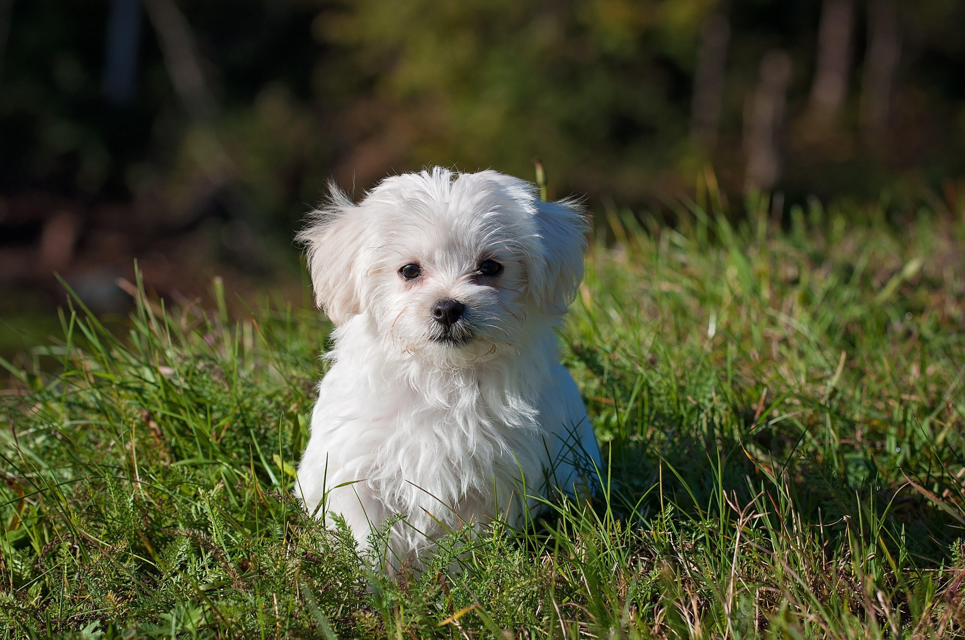 3840x2550 dog #young dog #small dog #maltese #white #puppy #young 4k