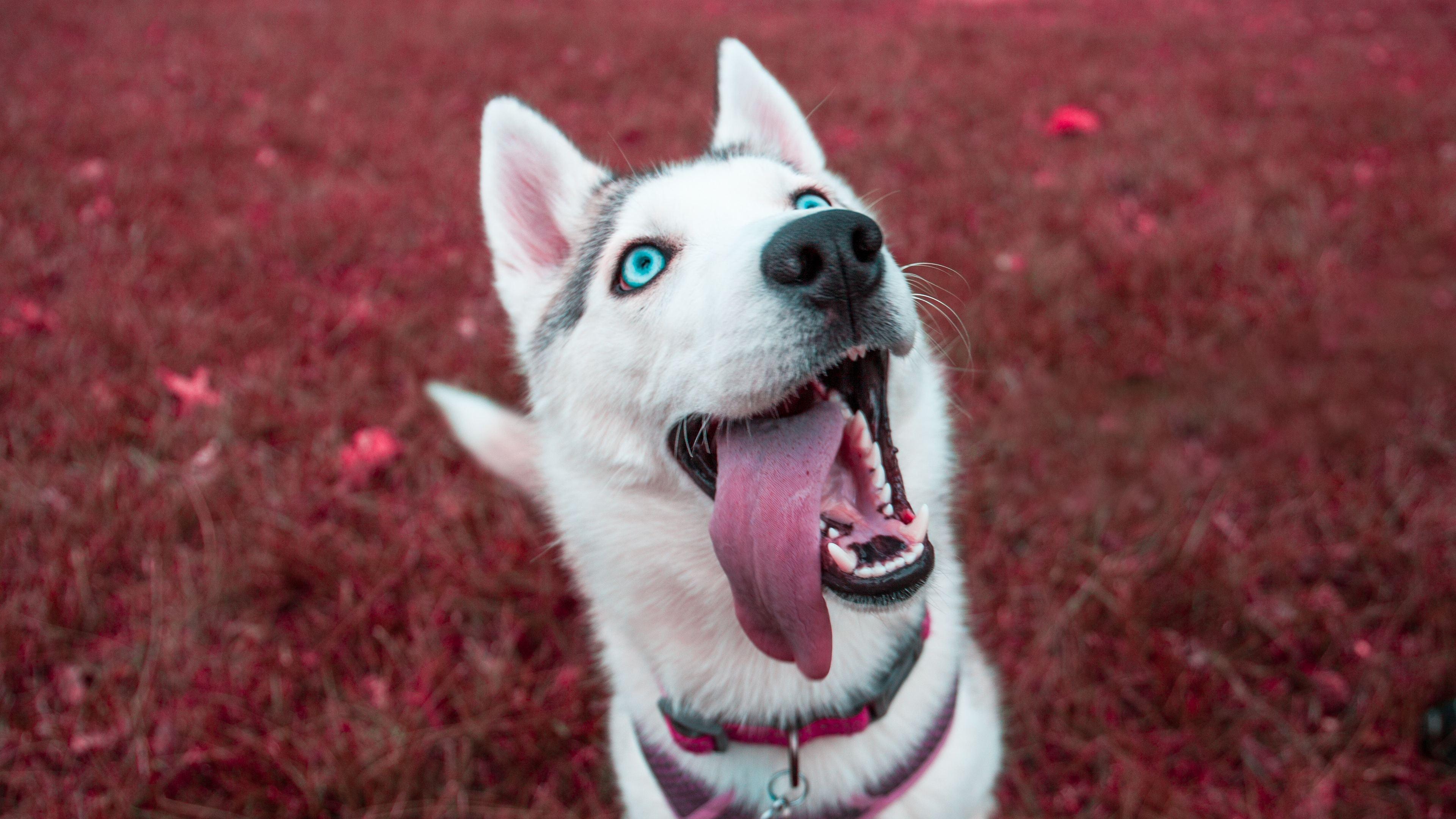 3840x2160 Wallpaper 4k Siberian Husky 4k 4k Wallpaper, Animals Wallpaper
