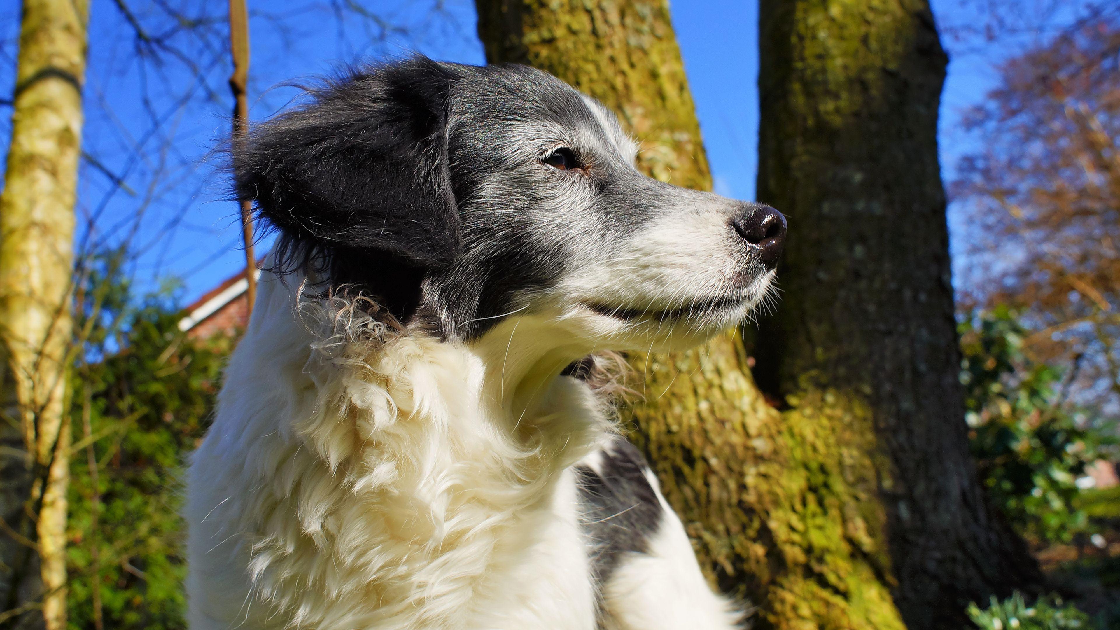 3840x2160 4K Cutest Old Dog Wallpaper HD