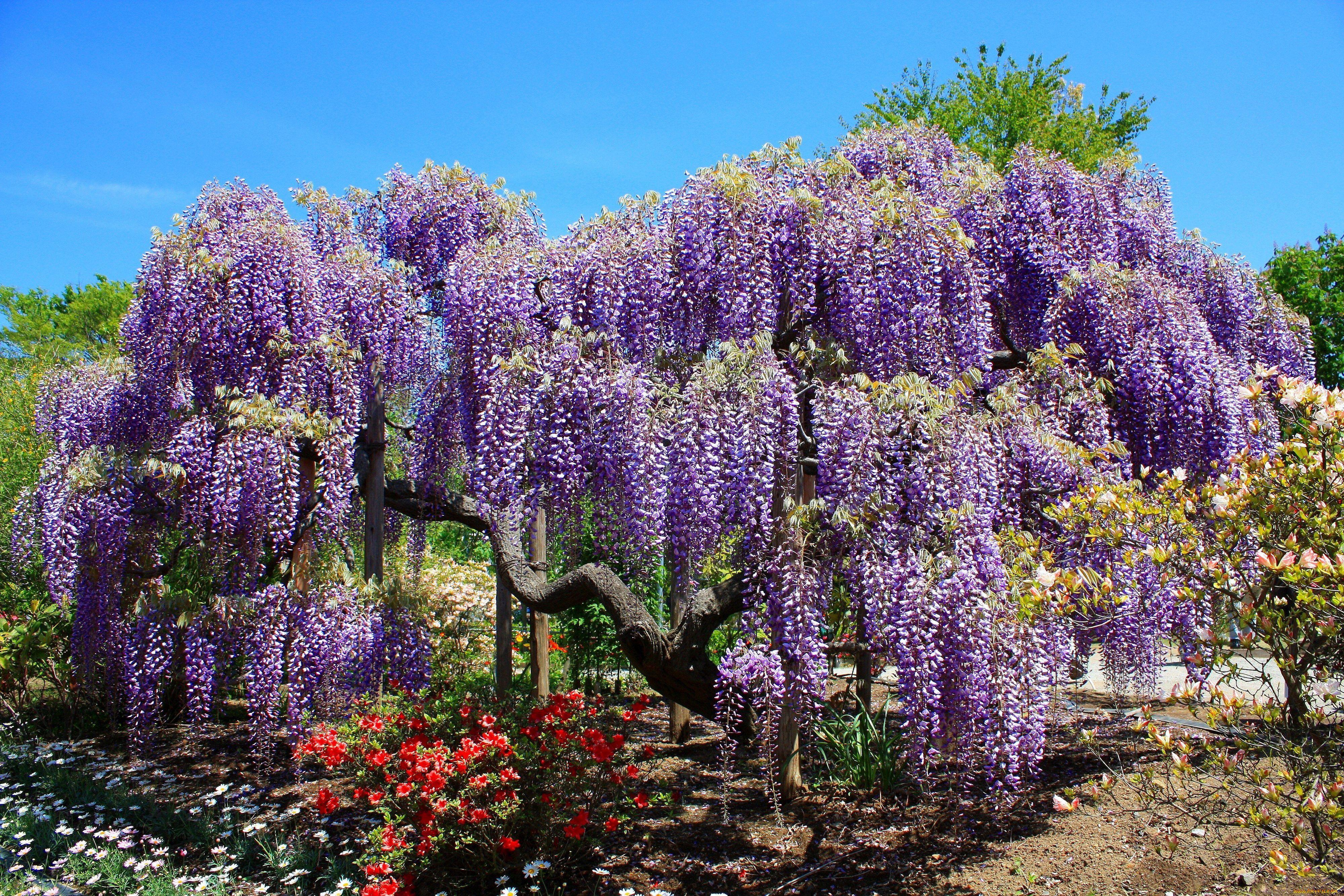 Wisteria Tree Background - carrotapp