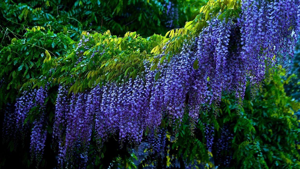 1245x700 Earth Purple Flower Tree Wisteria wallpaperx1080