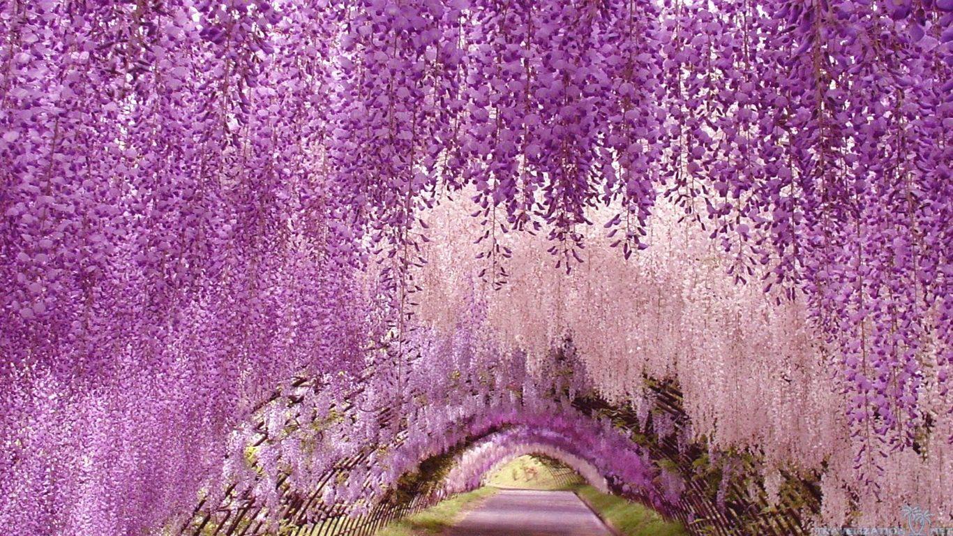 Wisteria Tree Wallpapers - Top Free Wisteria Tree Backgrounds ...