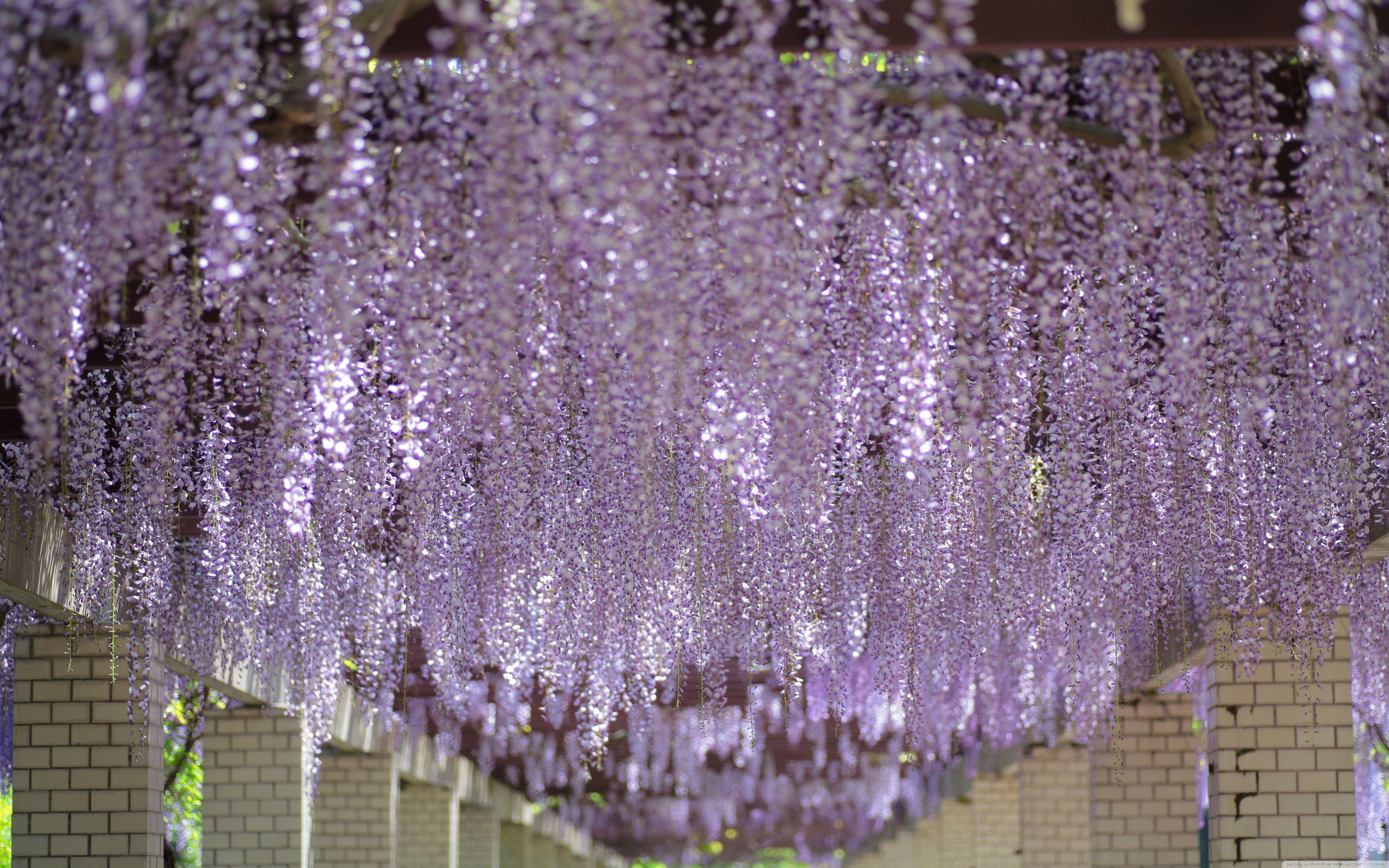 5120x3200 Wisteria Tree Tunnel ❤ 4K HD Desktop Wallpaper for 4K Ultra HD TV